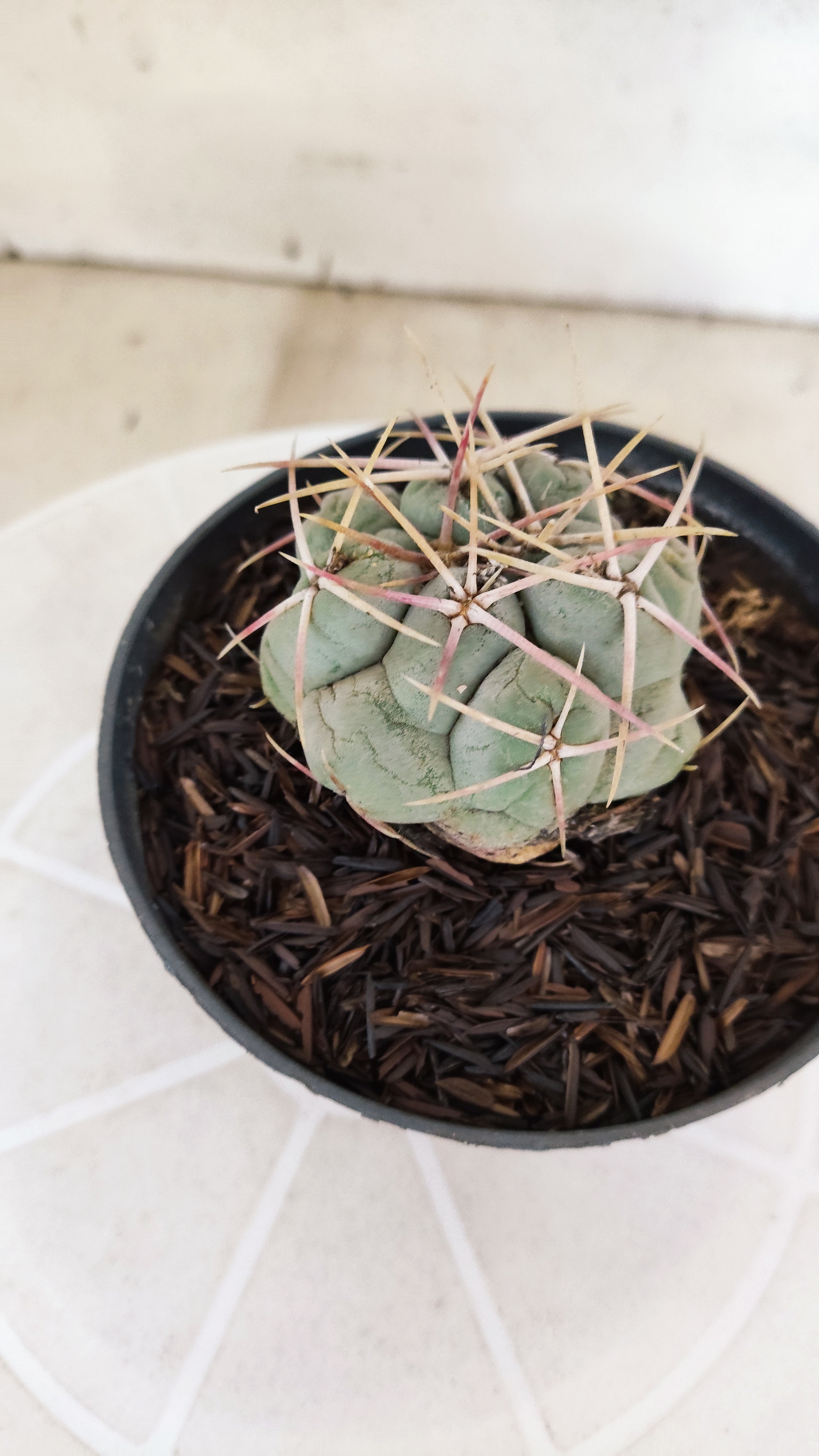 MATRIZ THELOCACTUS Hexaedrophorus Nº 150 – VASO 11