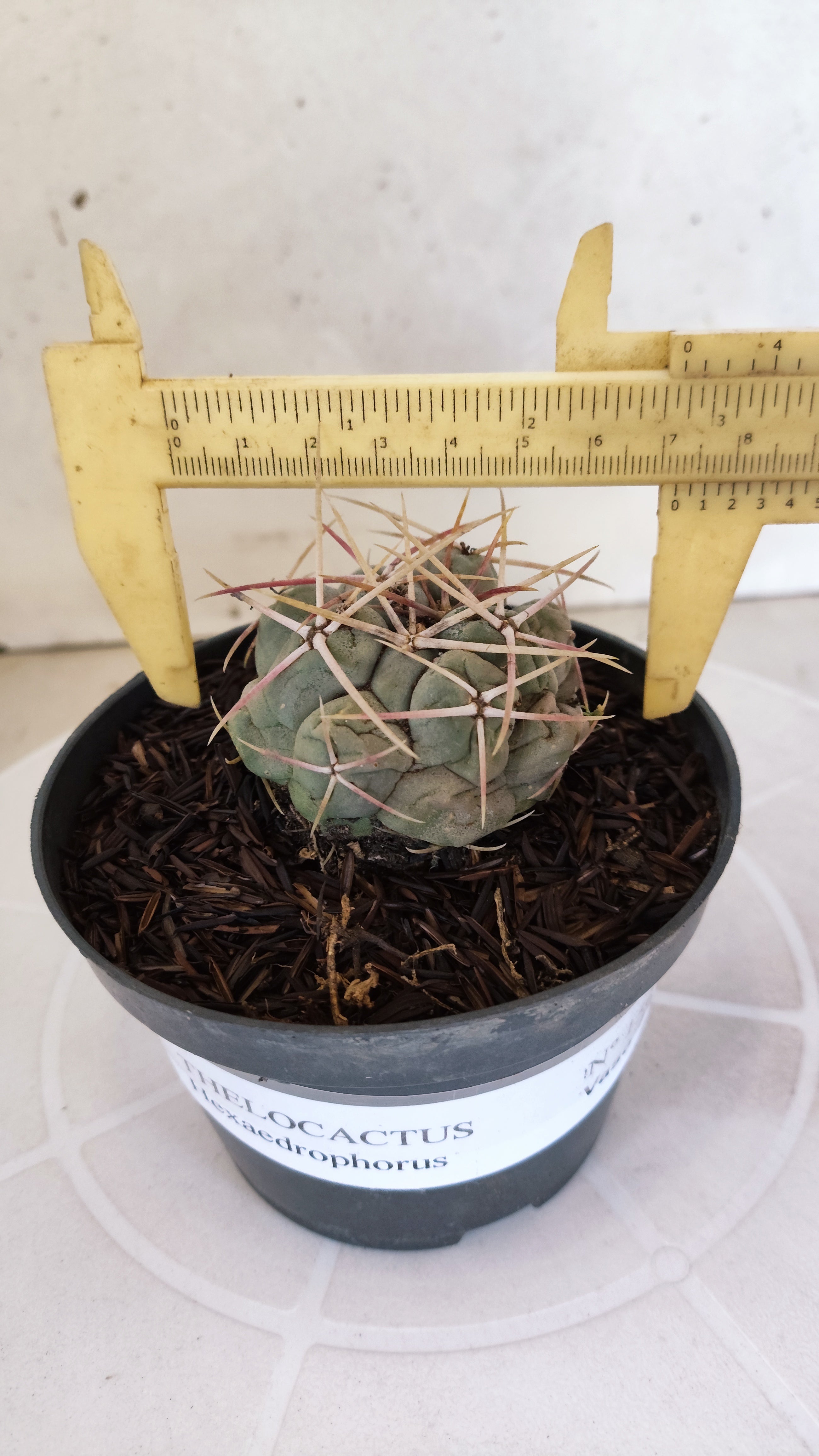 MATRIZ THELOCACTUS Hexaedrophorus Nº 150 – VASO 11
