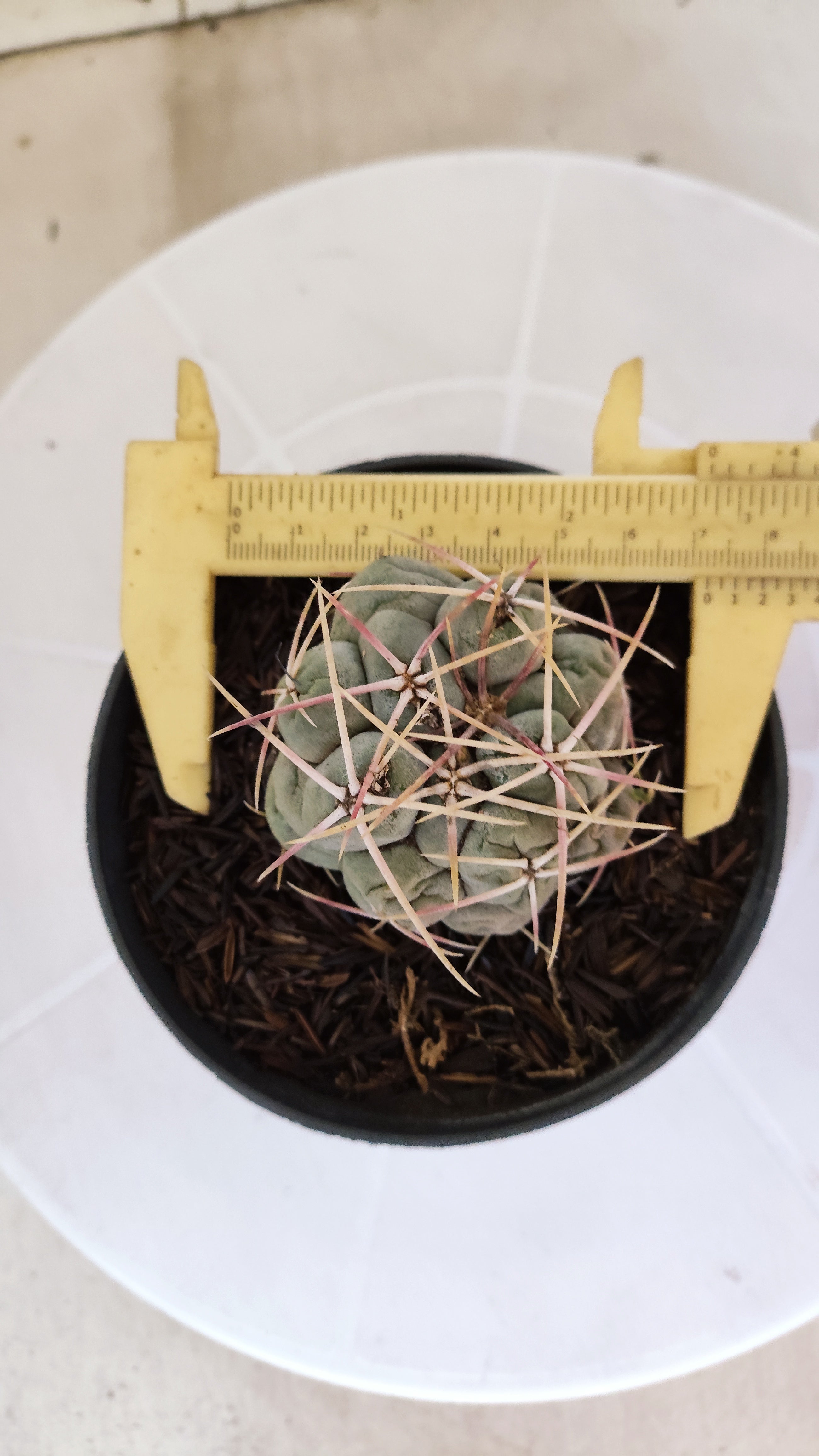 MATRIZ THELOCACTUS Hexaedrophorus Nº 150 – VASO 11