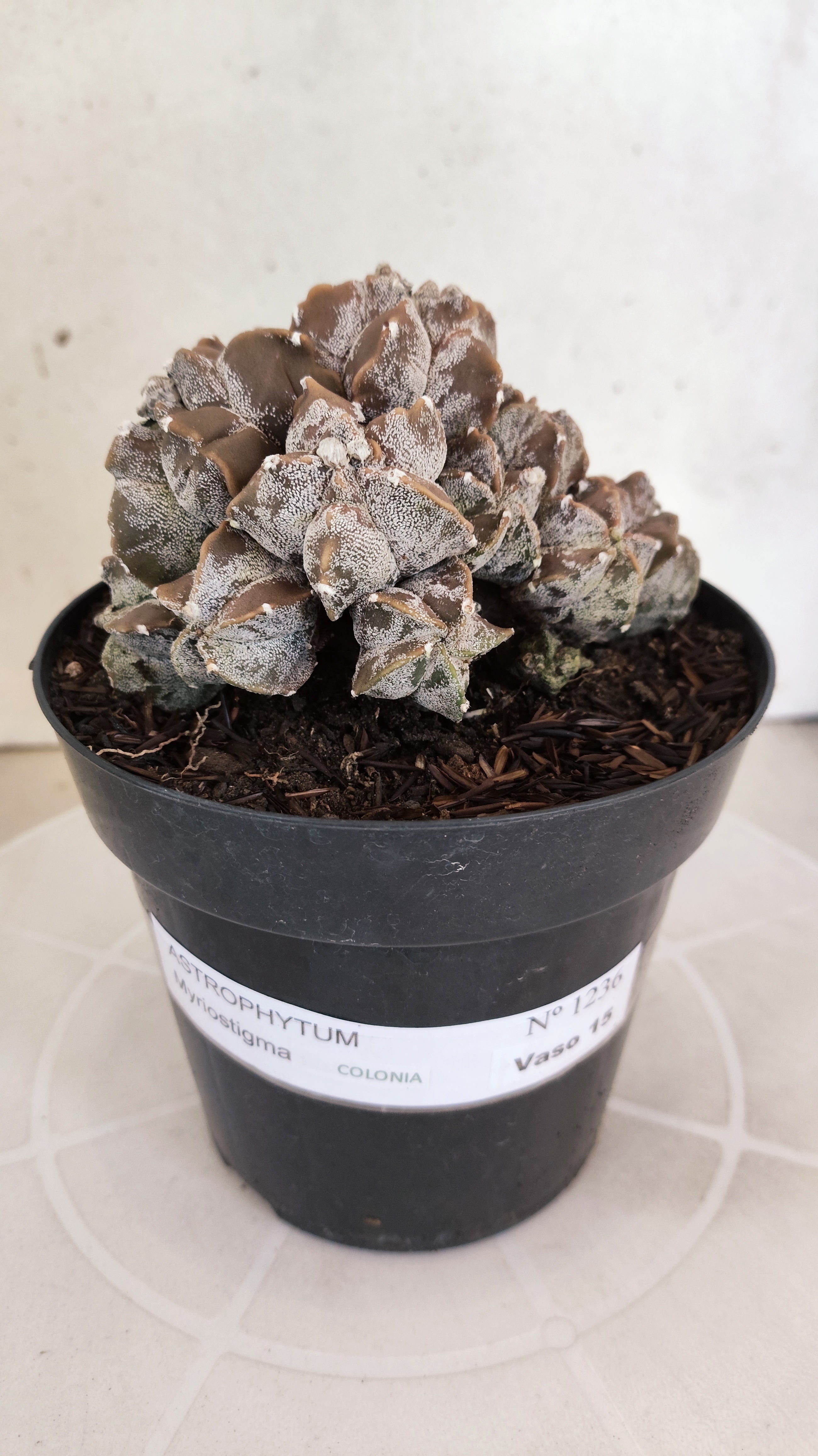 ASTROPHYTUM MYRIOSTIGMA "Colonia" Nº 1236 – vaso 15