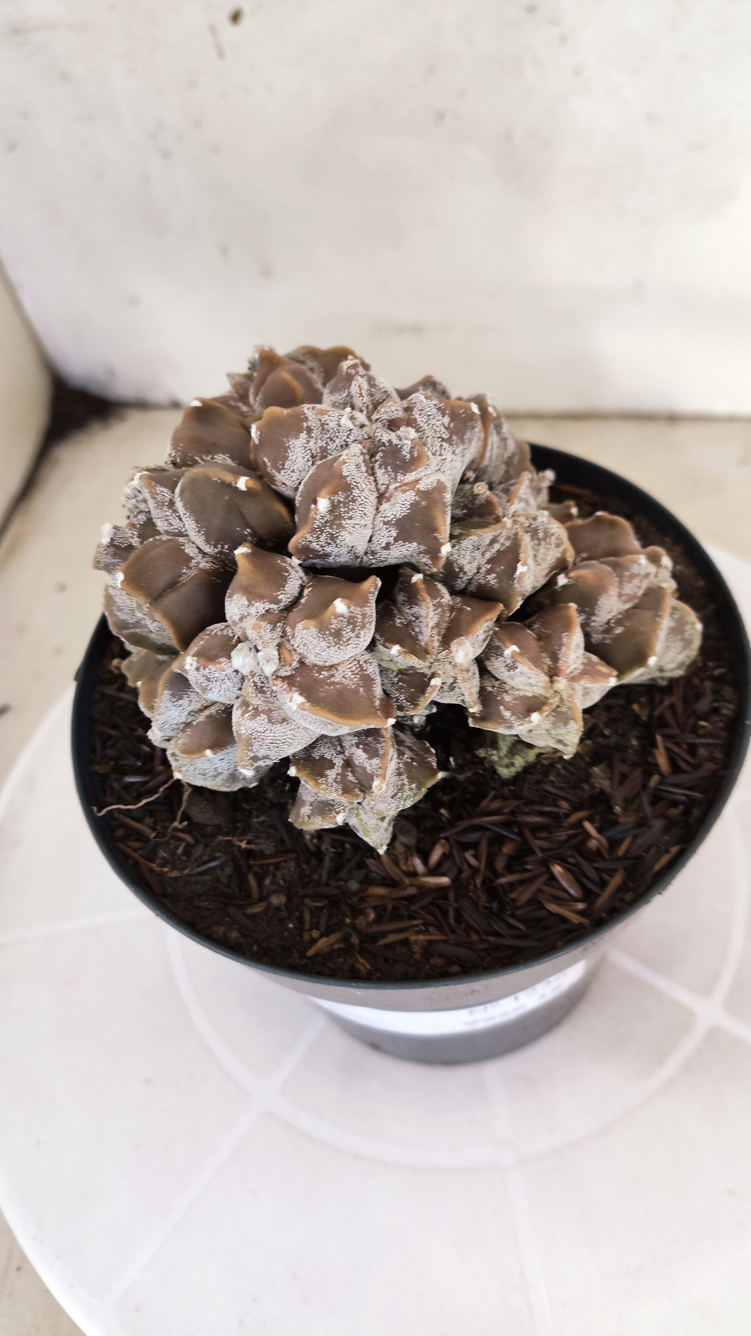 ASTROPHYTUM MYRIOSTIGMA "Colonia" Nº 1236 – vaso 15