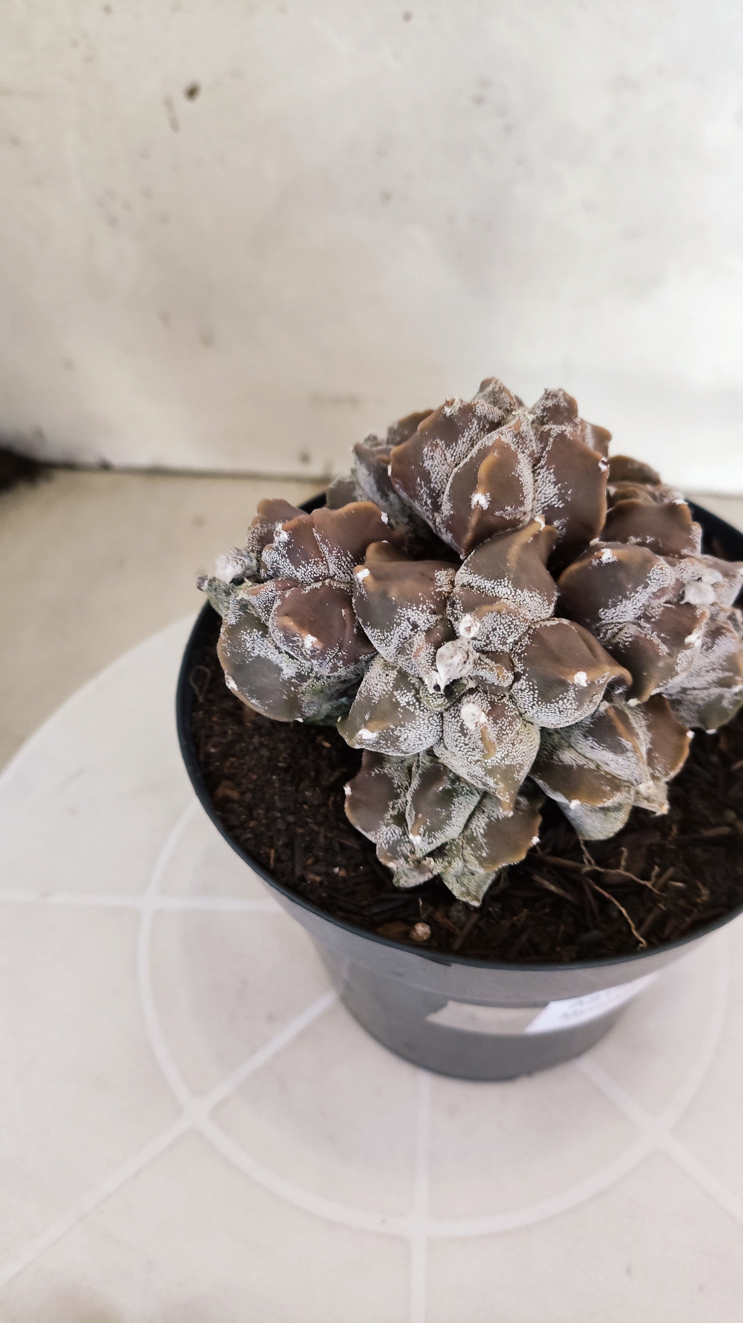 ASTROPHYTUM MYRIOSTIGMA "Colonia" Nº 1236 – vaso 15