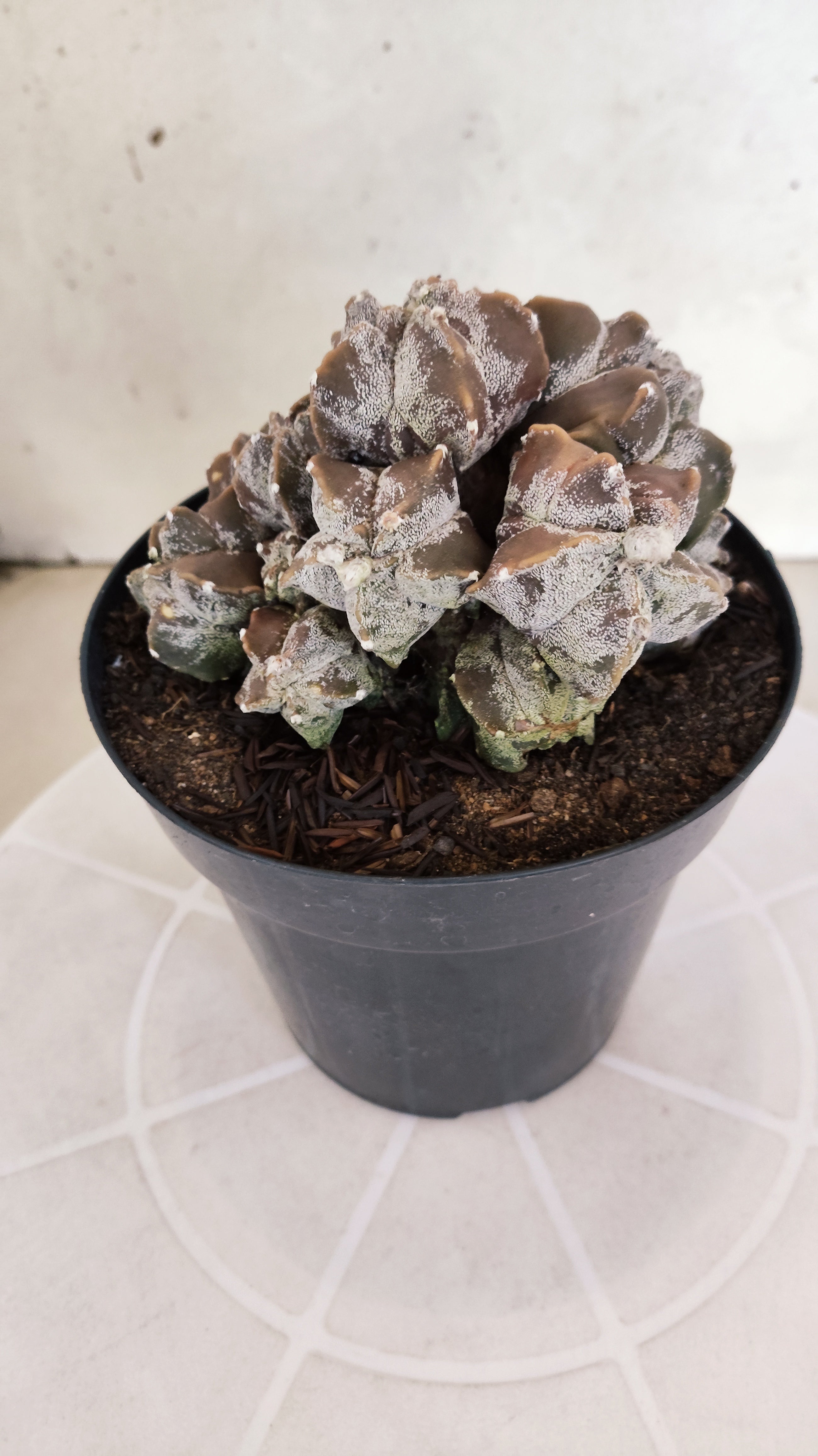 ASTROPHYTUM MYRIOSTIGMA "Colonia" Nº 1236 – vaso 15