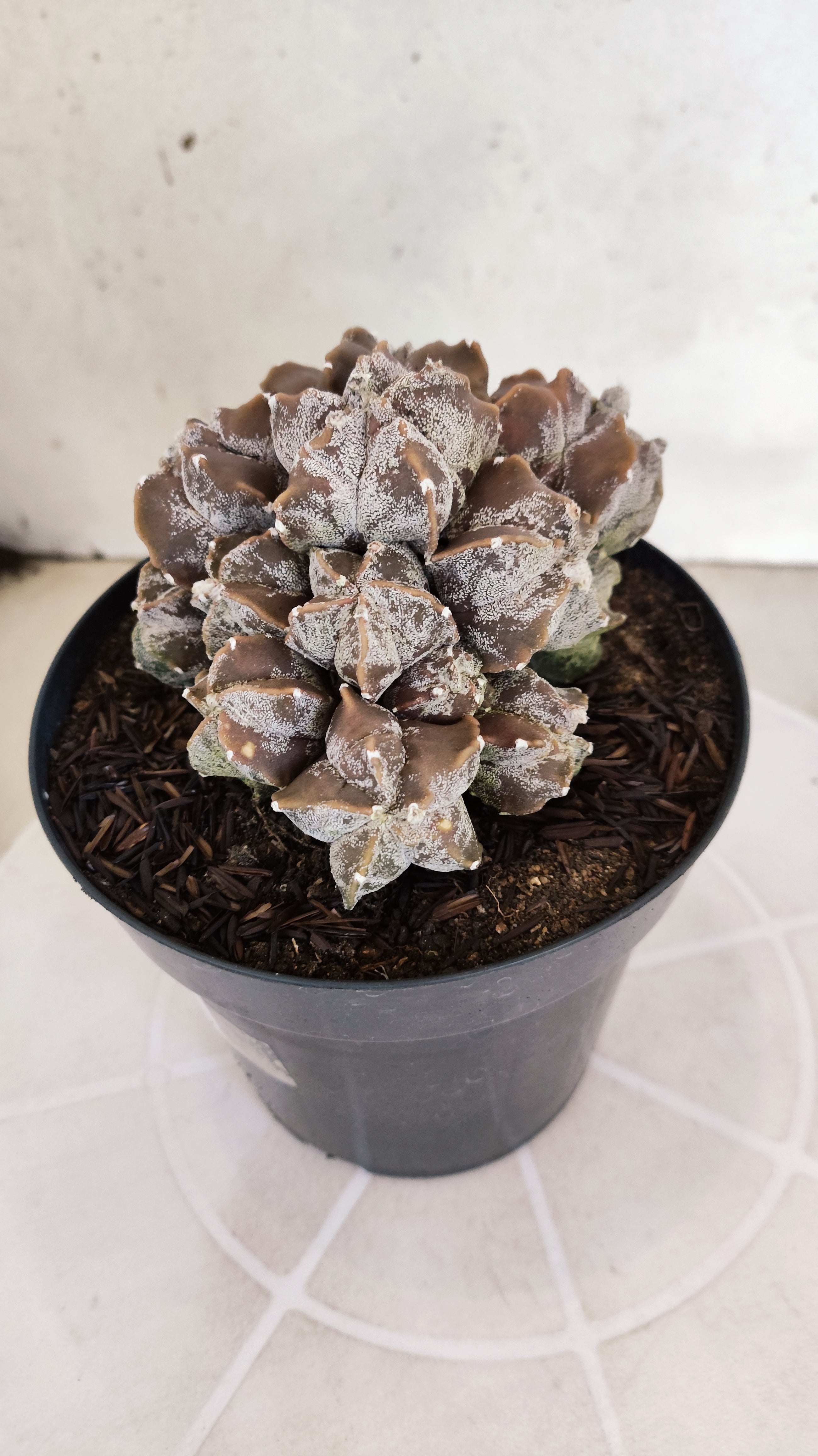 ASTROPHYTUM MYRIOSTIGMA "Colonia" Nº 1236 – vaso 15