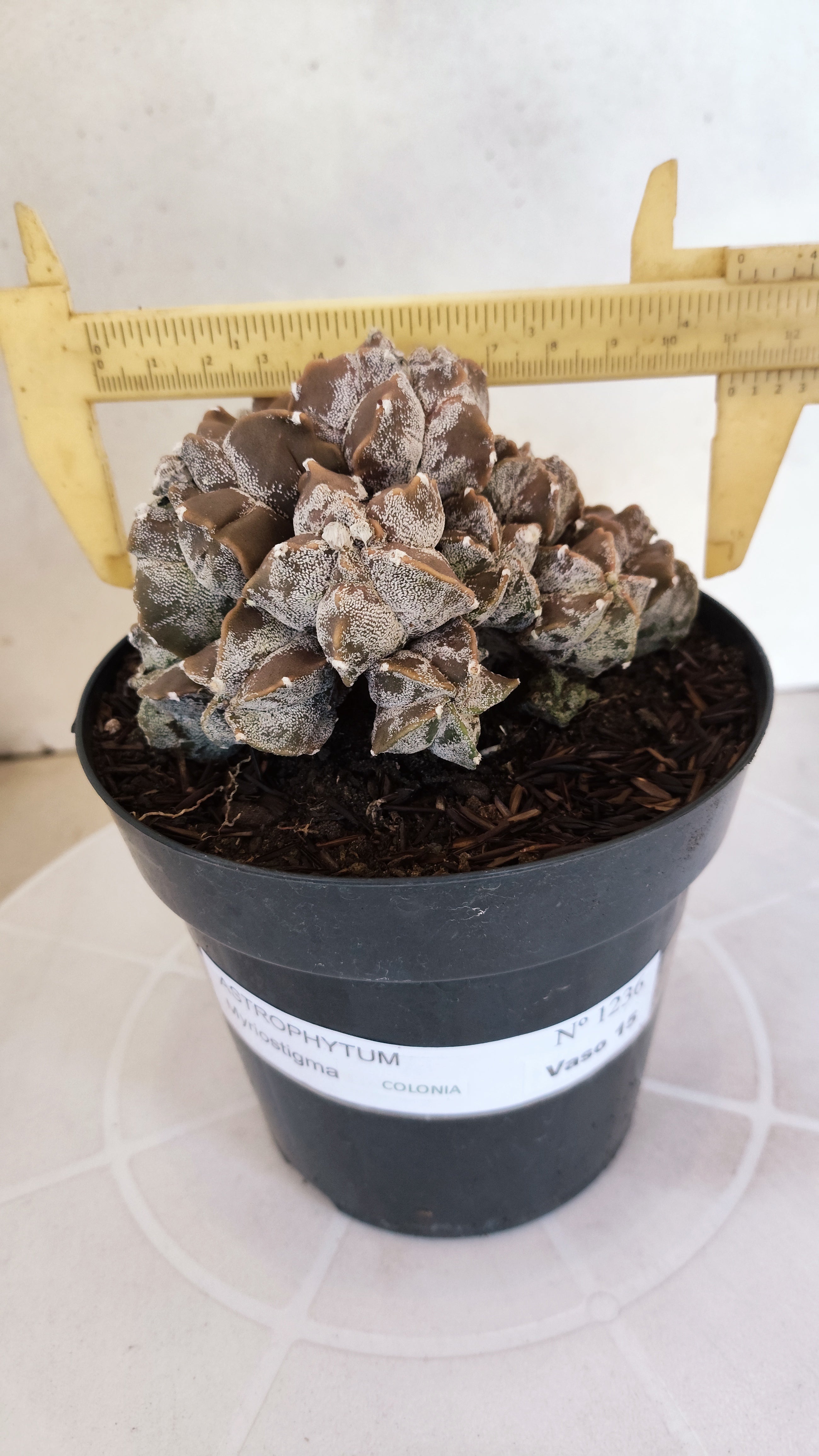 ASTROPHYTUM MYRIOSTIGMA "Colonia" Nº 1236 – vaso 15
