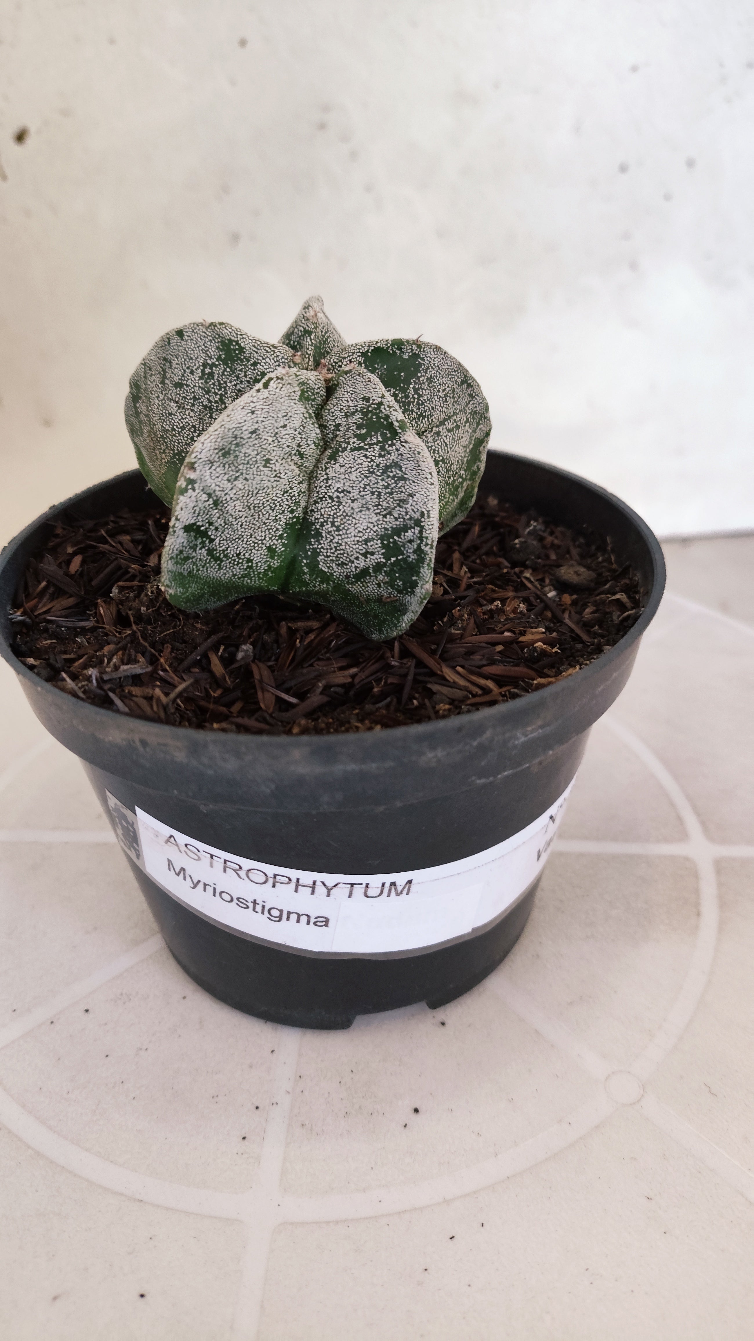 ASTROPHYTUM MYRIOSTIGMA Nº 1240 – vaso 11