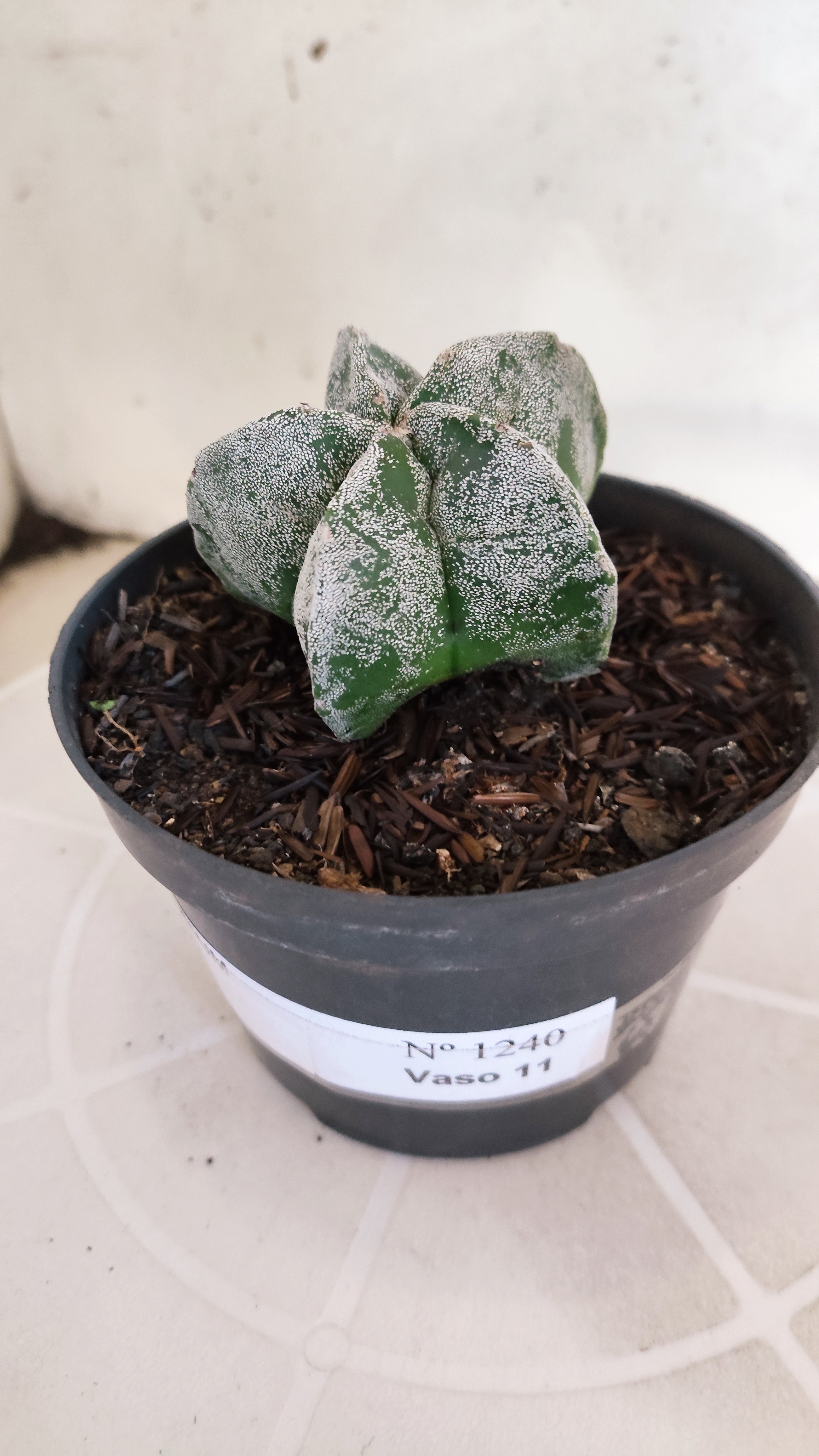ASTROPHYTUM MYRIOSTIGMA Nº 1240 – vaso 11