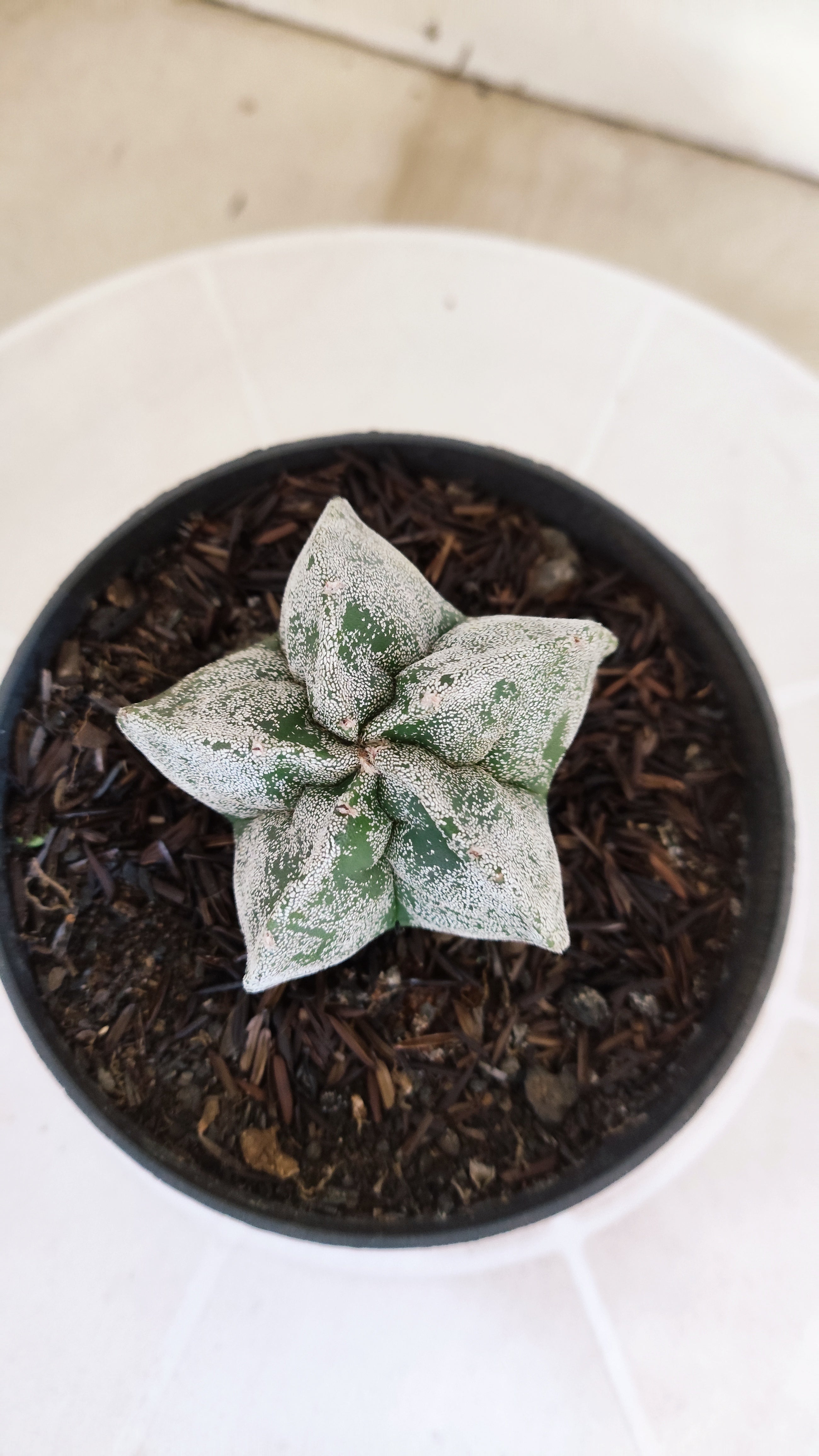 ASTROPHYTUM MYRIOSTIGMA Nº 1240 – vaso 11