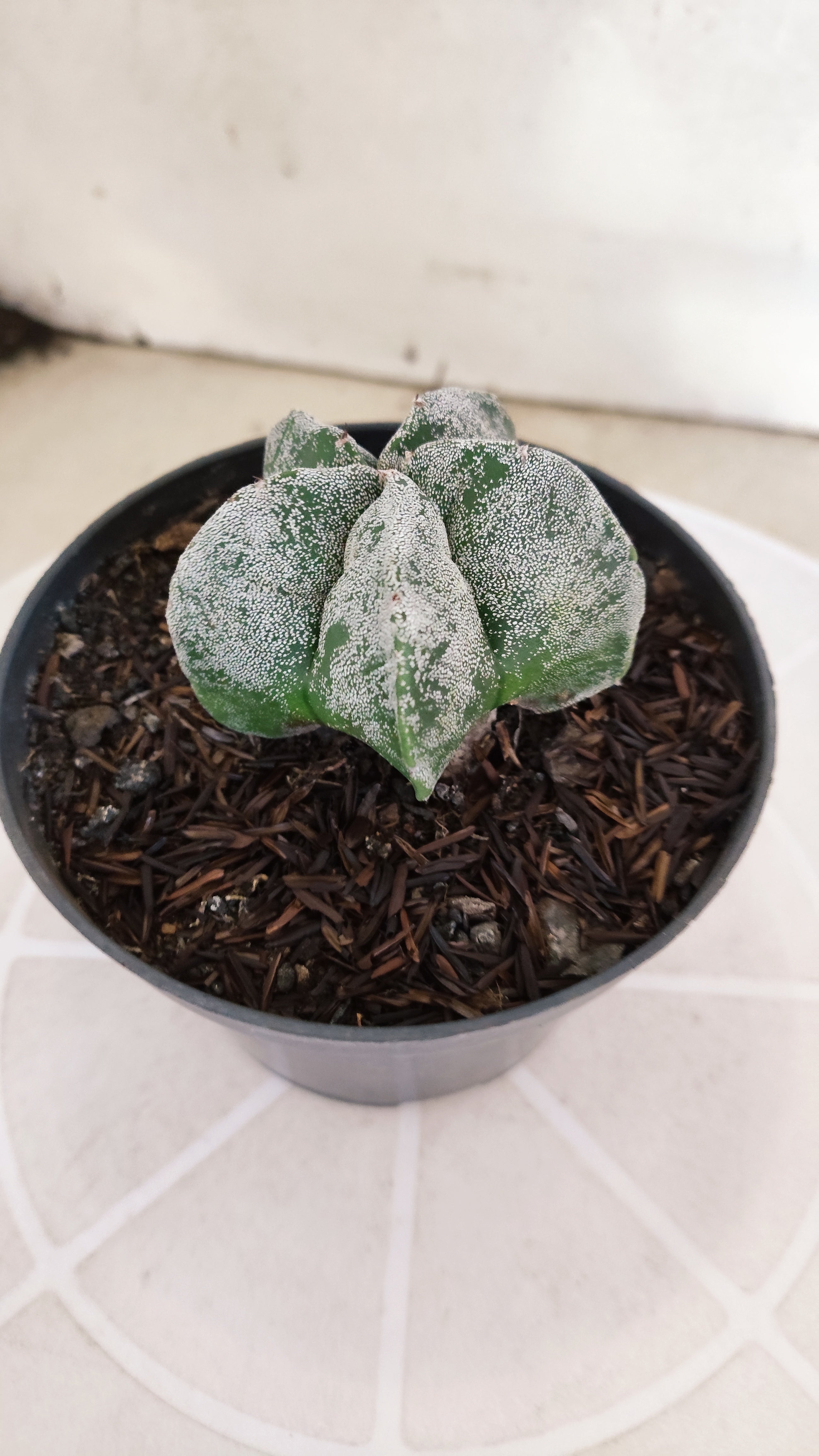 ASTROPHYTUM MYRIOSTIGMA Nº 1240 – vaso 11