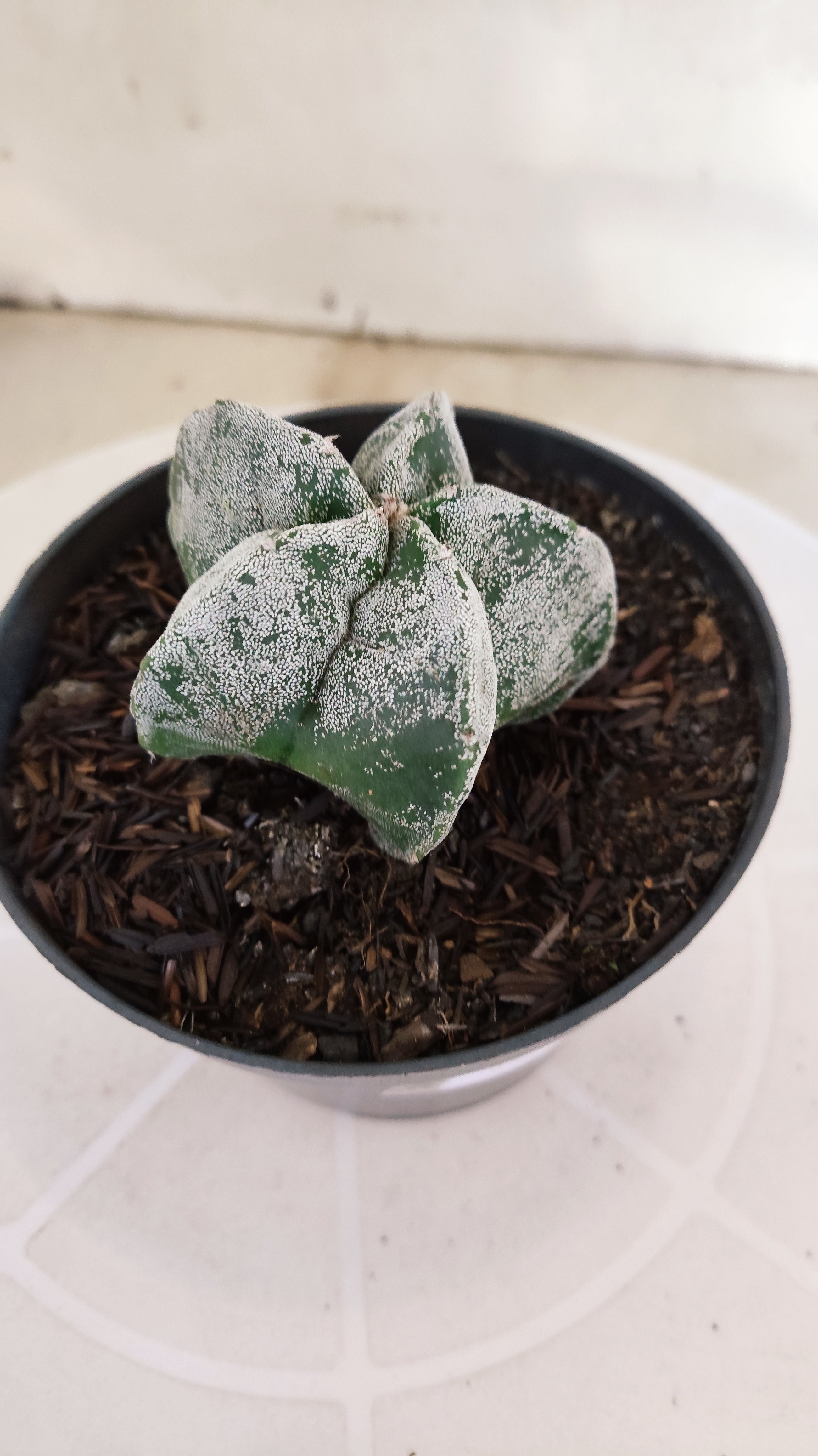 ASTROPHYTUM MYRIOSTIGMA Nº 1240 – vaso 11