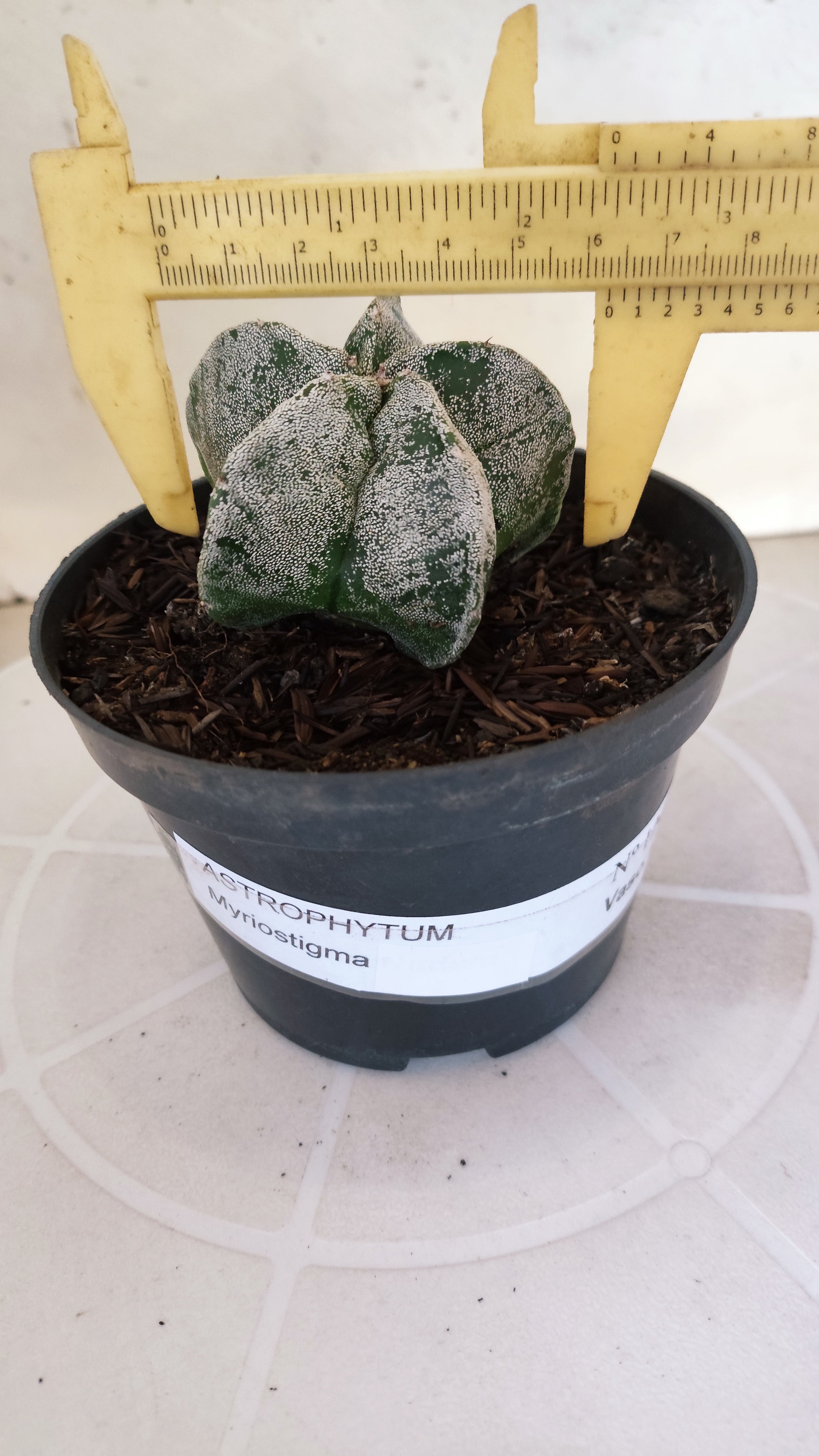 ASTROPHYTUM MYRIOSTIGMA Nº 1240 – vaso 11