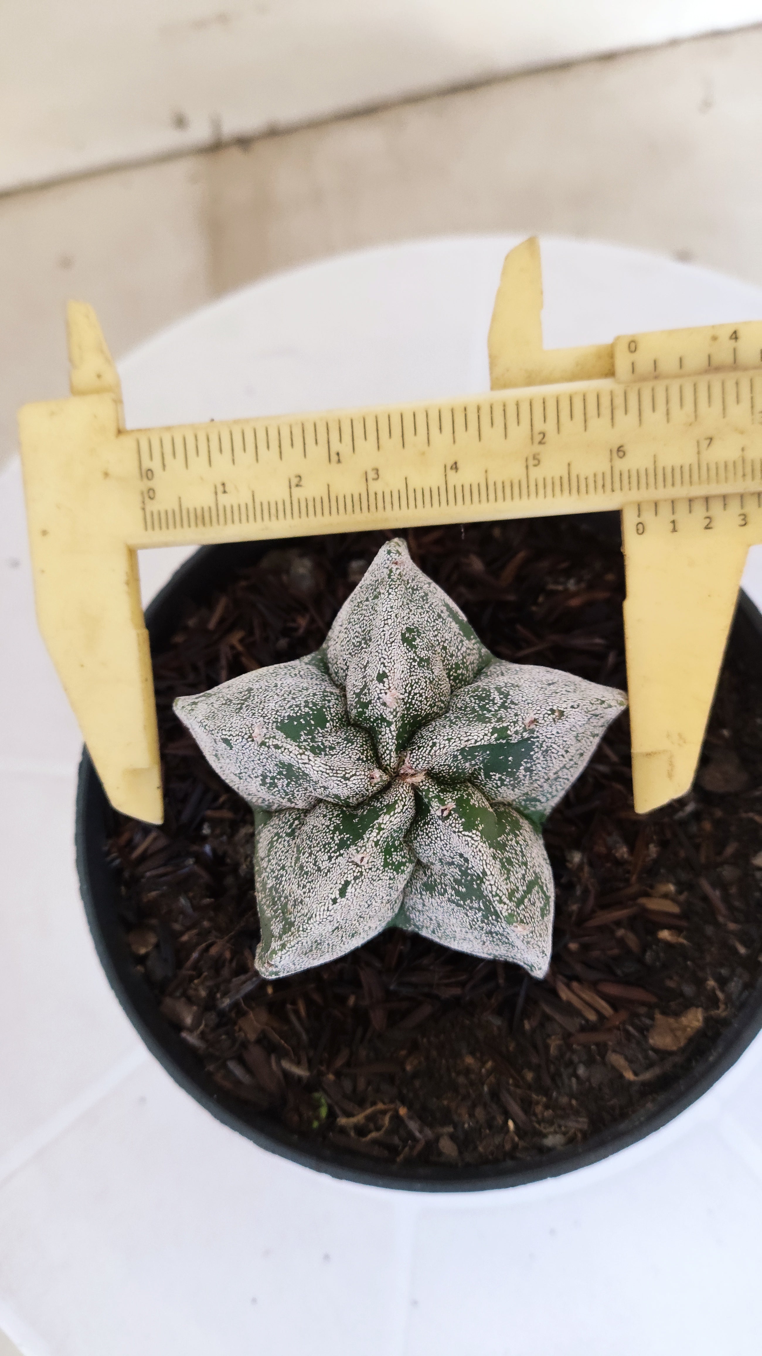 ASTROPHYTUM MYRIOSTIGMA Nº 1240 – vaso 11