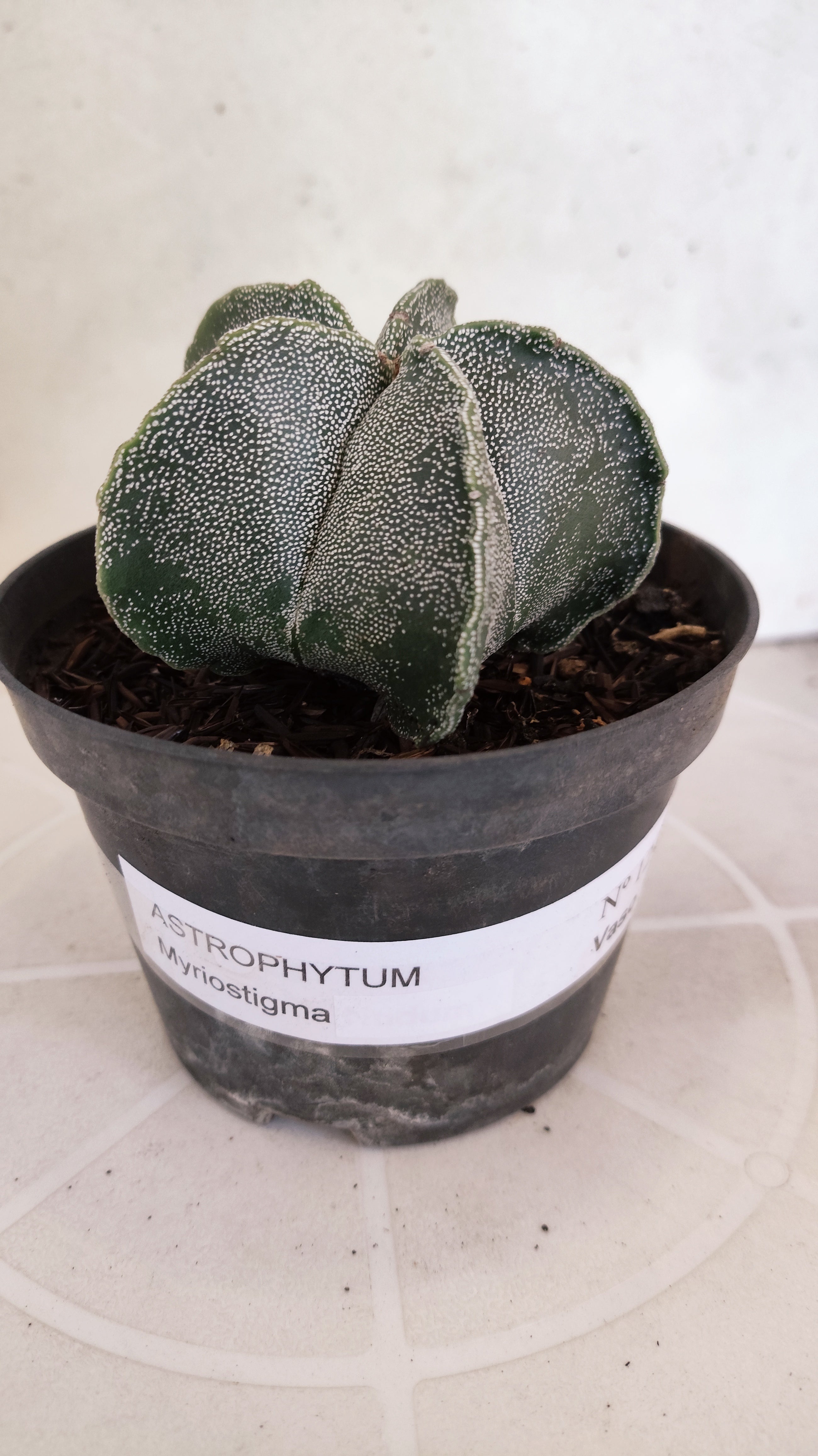 ASTROPHYTUM MYRIOSTIGMA Nº 1242 – vaso 11