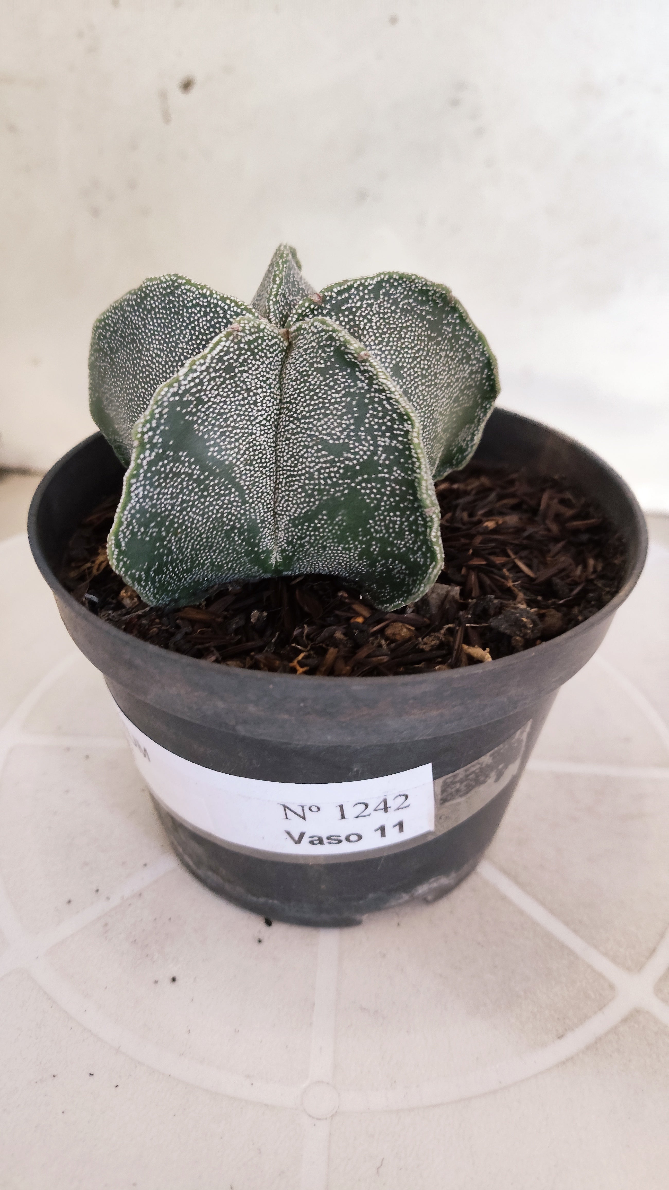 ASTROPHYTUM MYRIOSTIGMA Nº 1242 – vaso 11