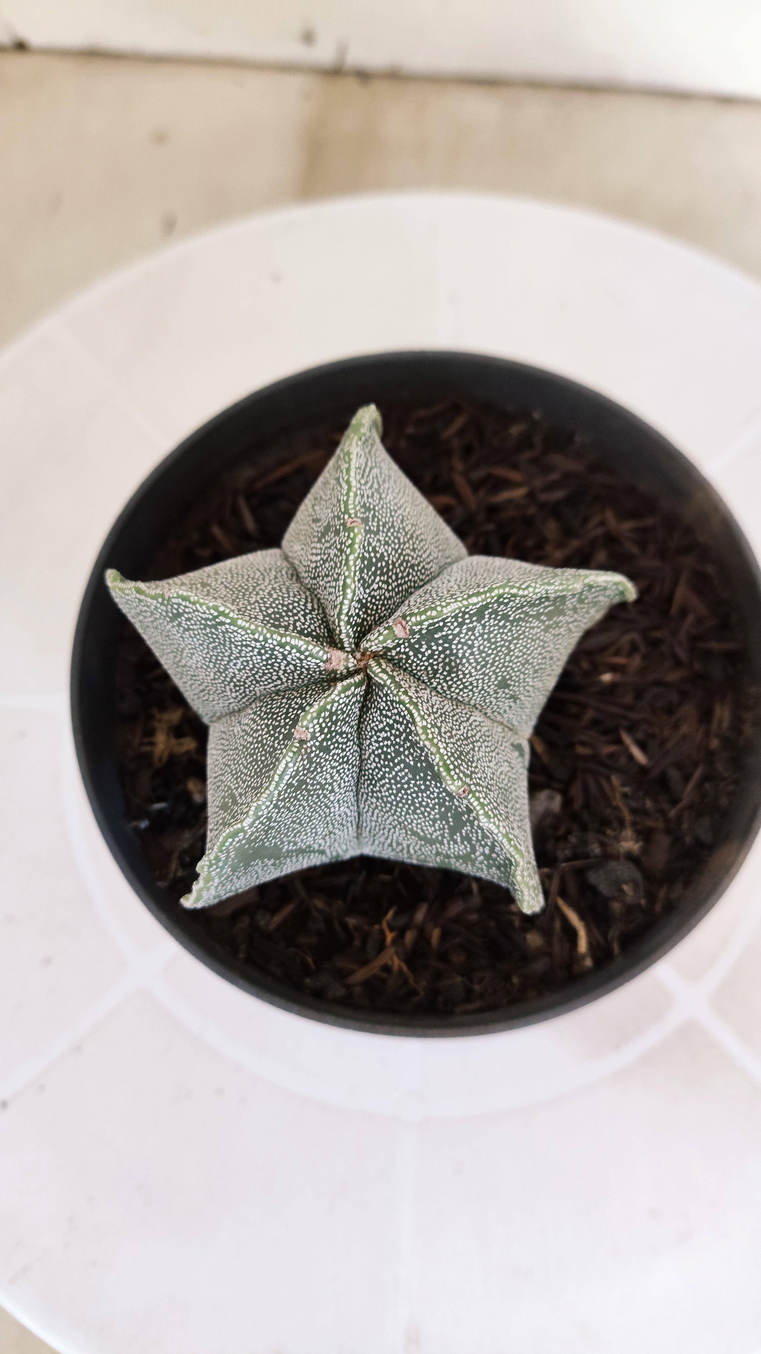 ASTROPHYTUM MYRIOSTIGMA Nº 1242 – vaso 11