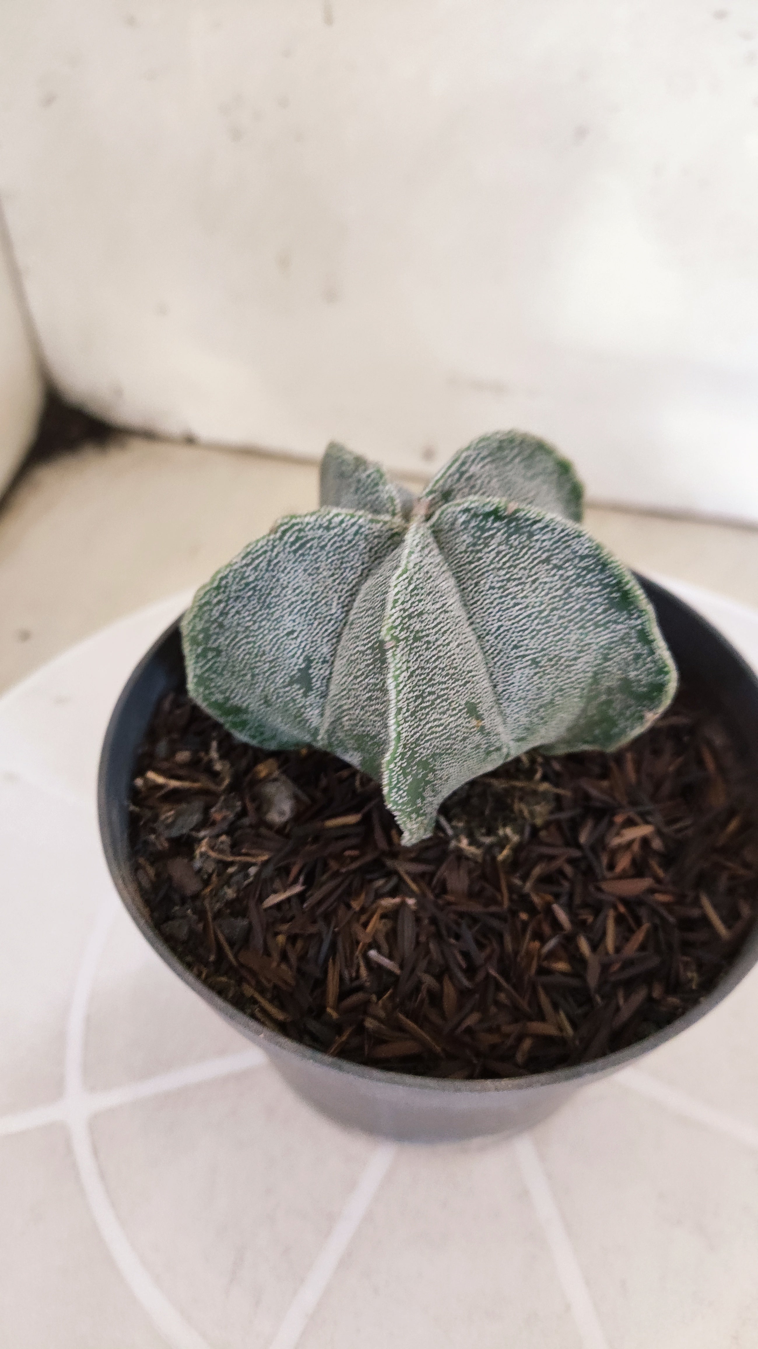 ASTROPHYTUM MYRIOSTIGMA Nº 1242 – vaso 11