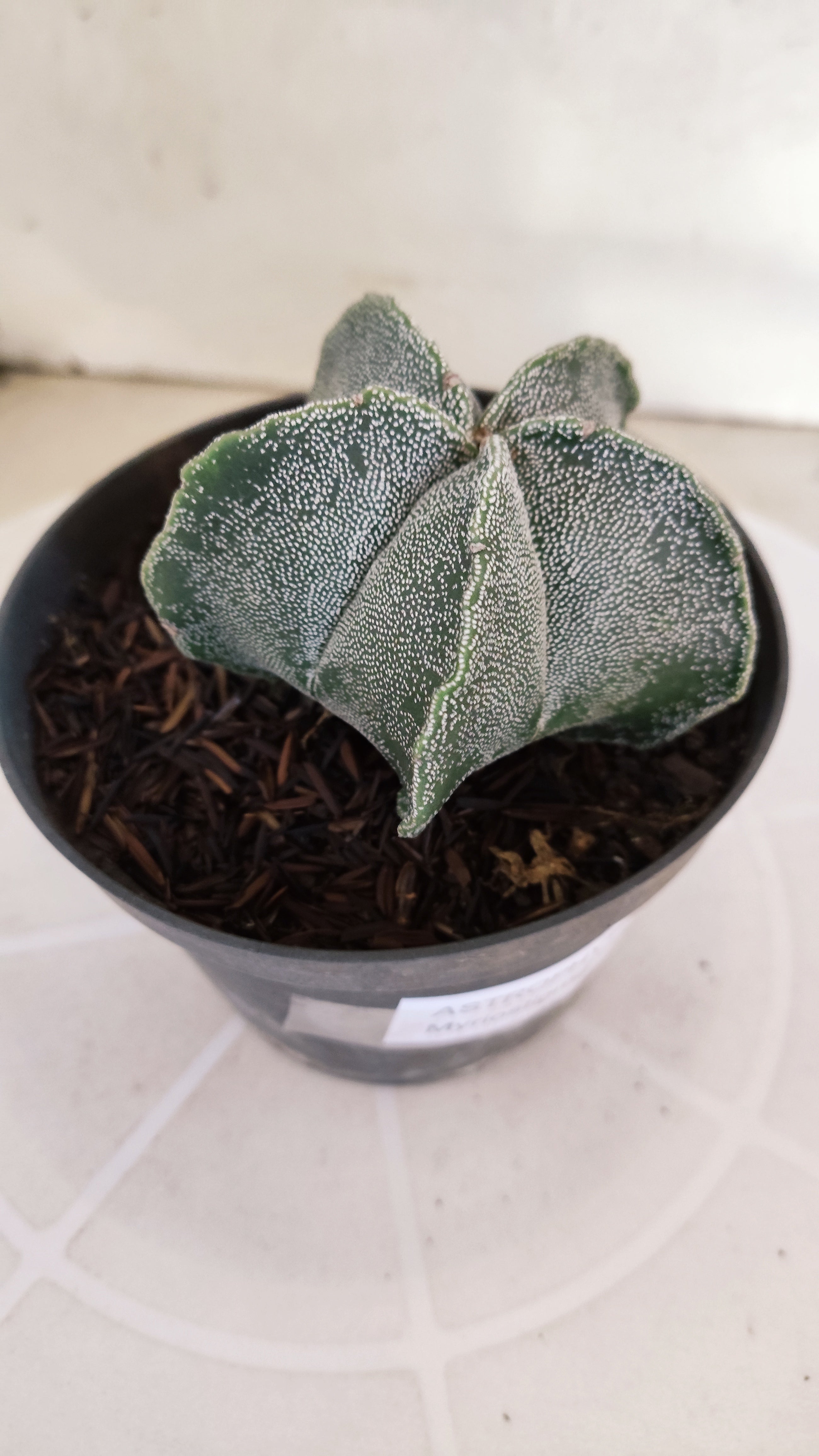 ASTROPHYTUM MYRIOSTIGMA Nº 1242 – vaso 11
