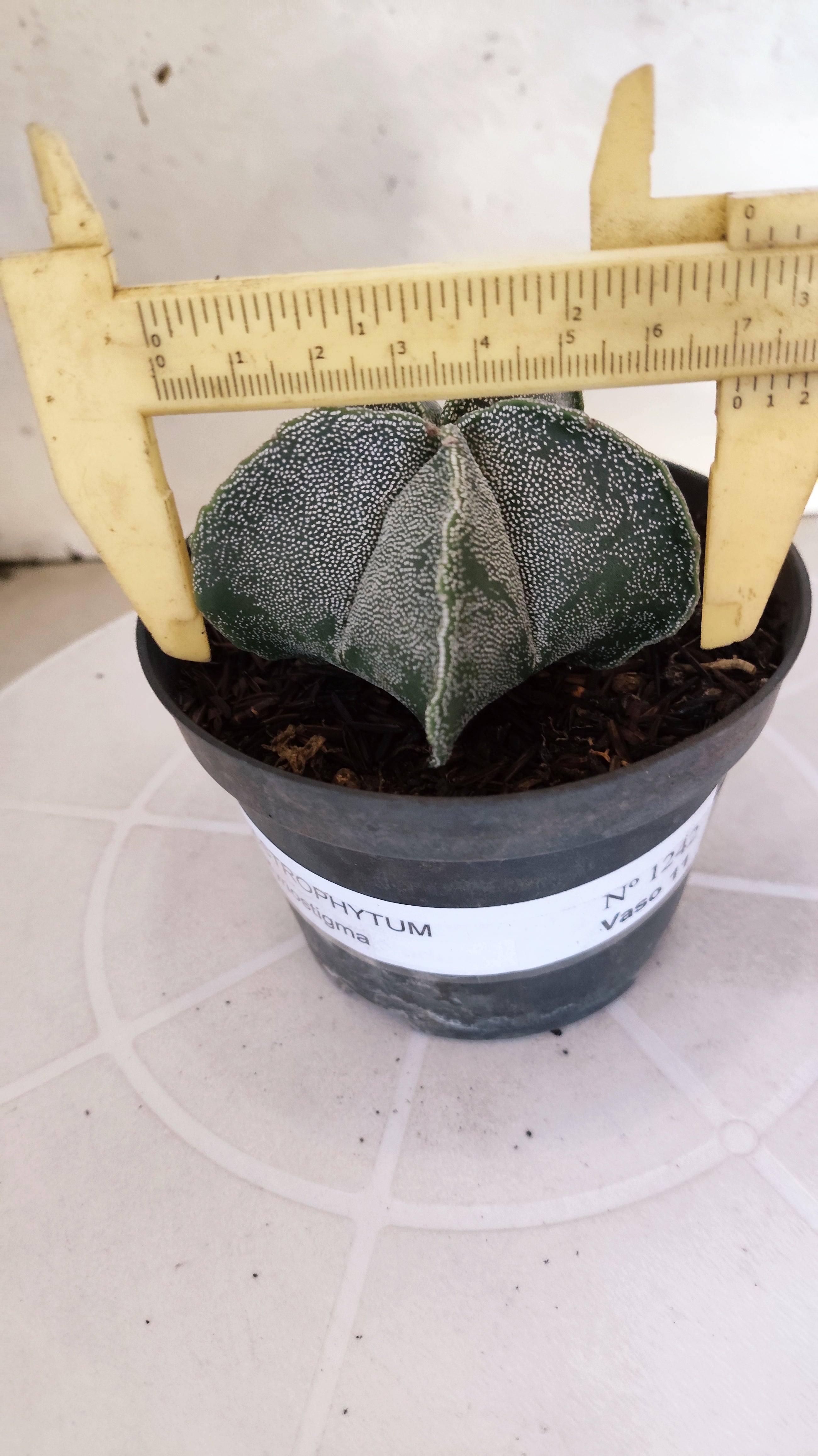 ASTROPHYTUM MYRIOSTIGMA Nº 1242 – vaso 11