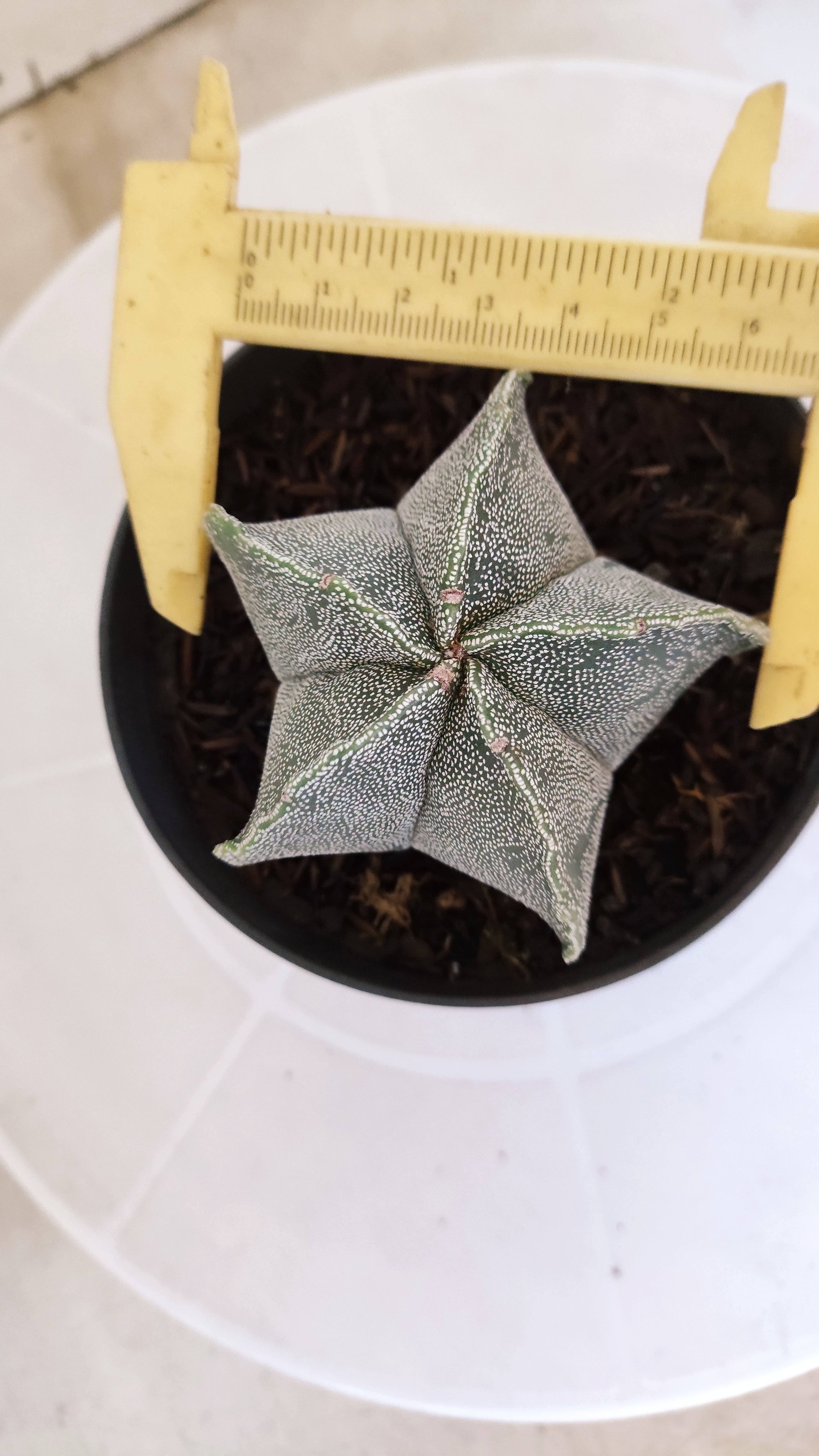 ASTROPHYTUM MYRIOSTIGMA Nº 1242 – vaso 11