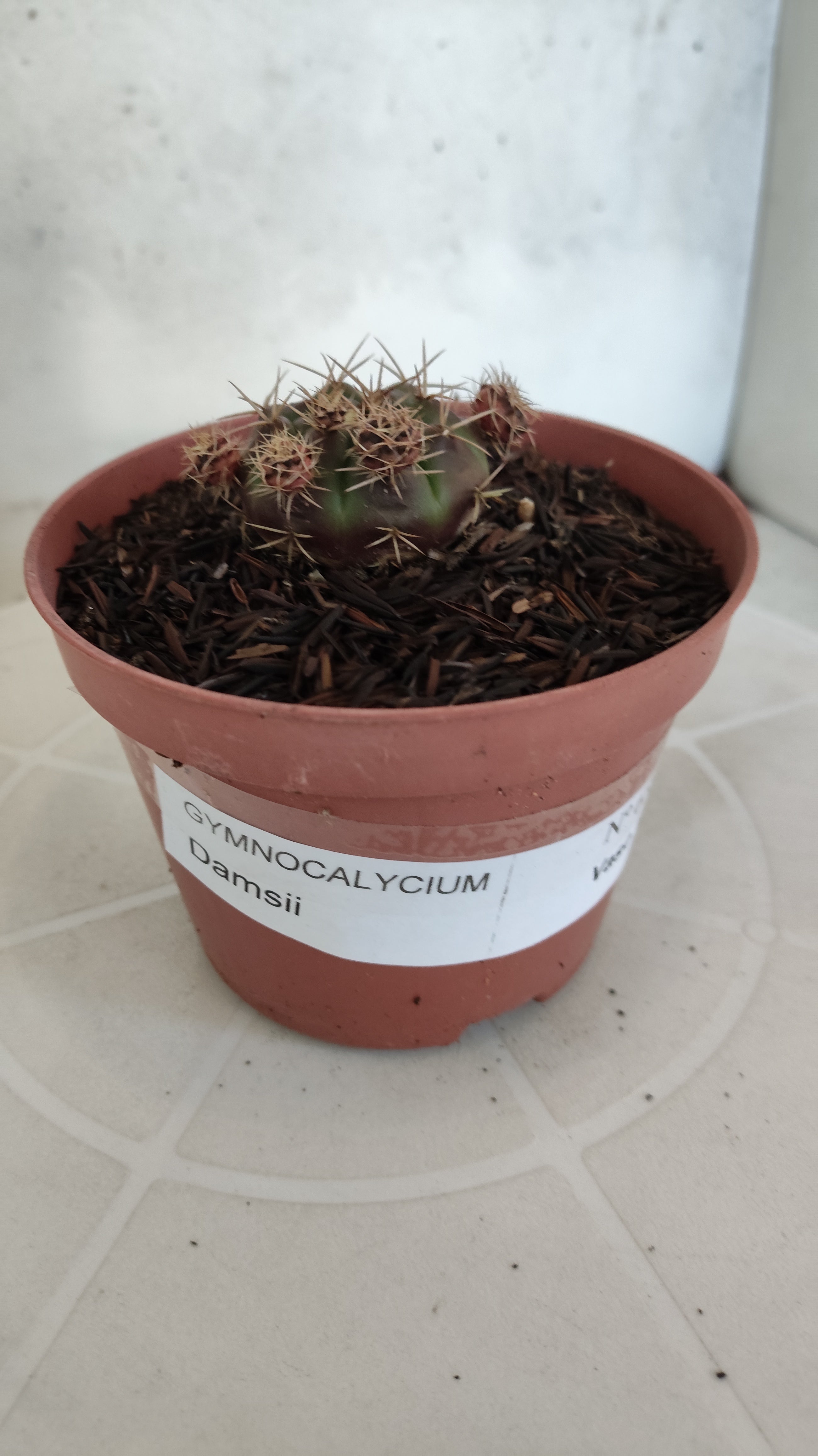 GYMNOCALYCIUM DAMSII - Nº 653 – vaso 11