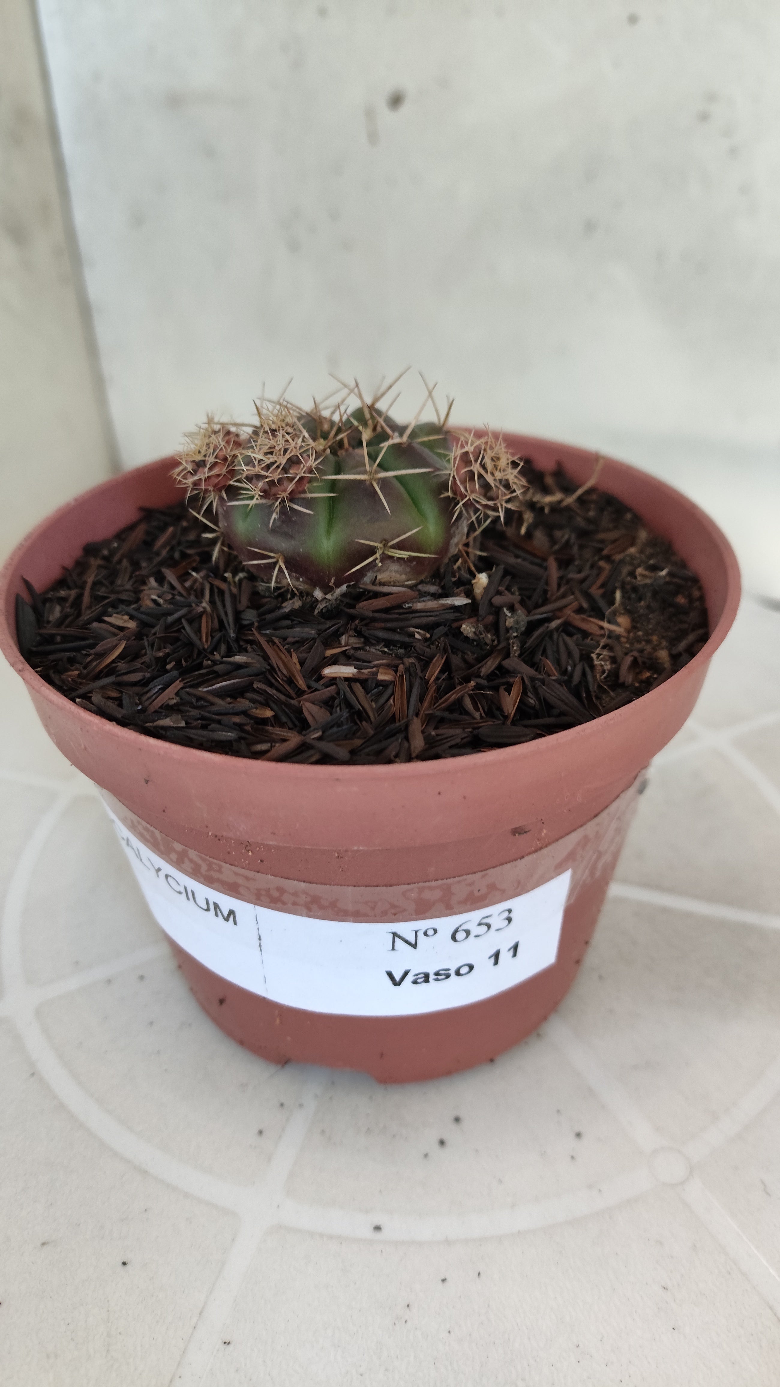 GYMNOCALYCIUM DAMSII - Nº 653 – vaso 11