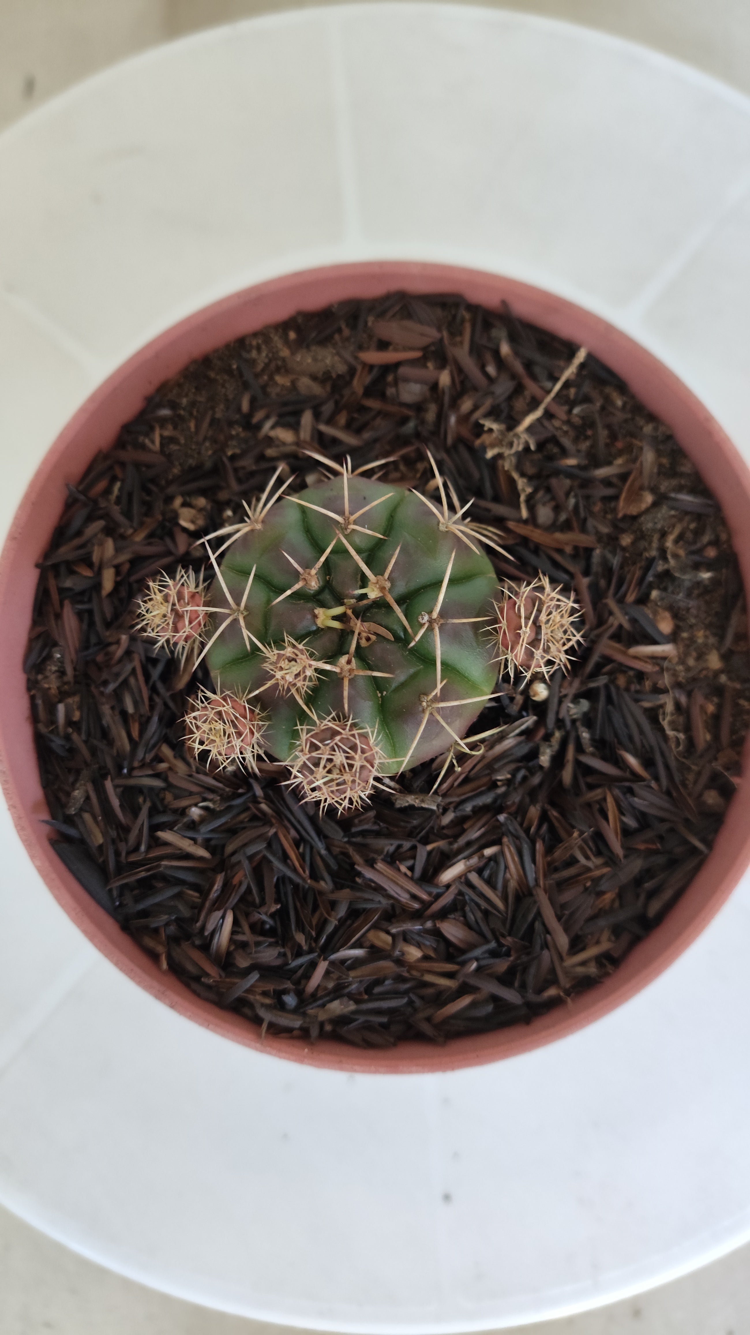 GYMNOCALYCIUM DAMSII - Nº 653 – vaso 11