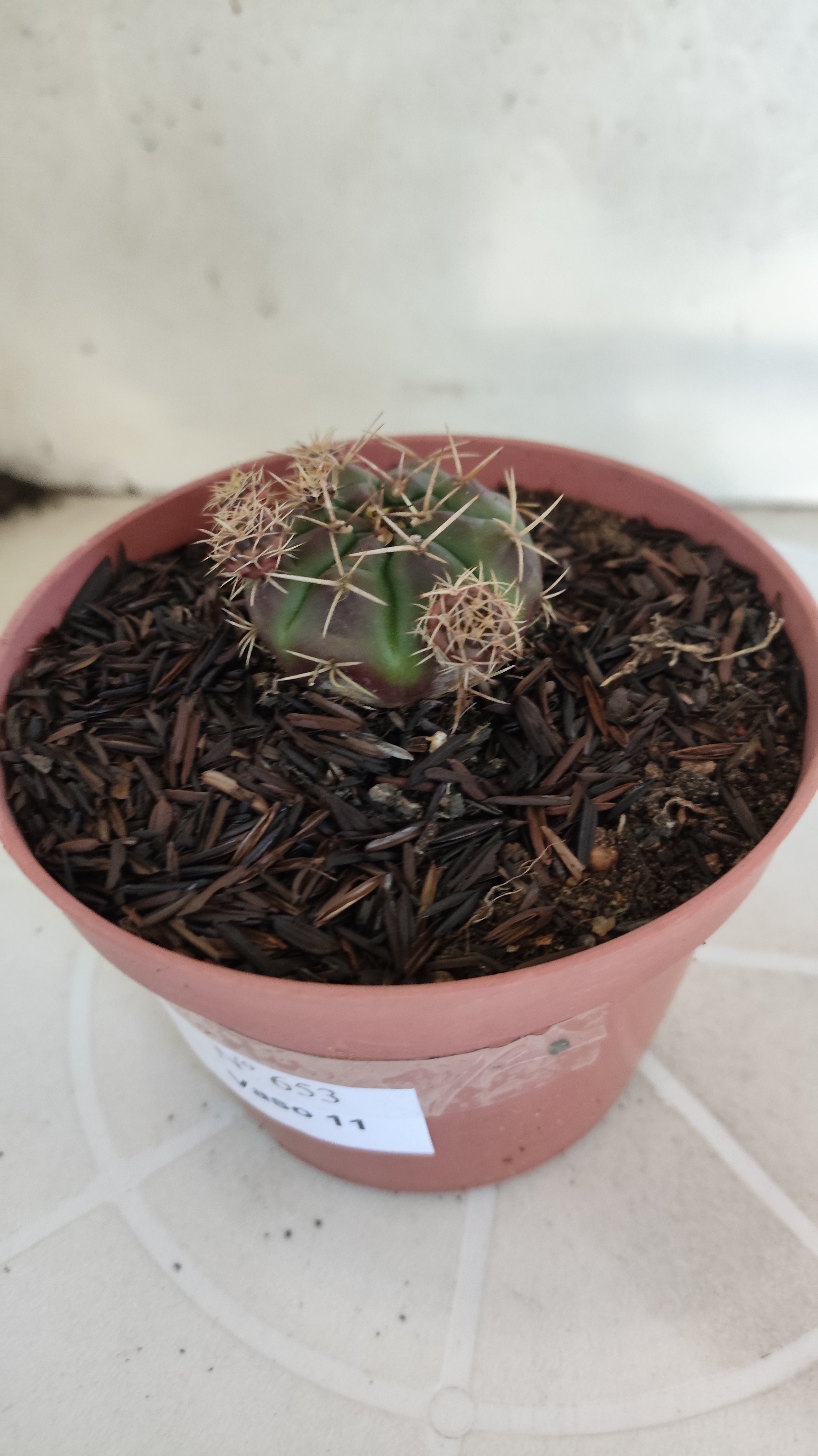 GYMNOCALYCIUM DAMSII - Nº 653 – vaso 11