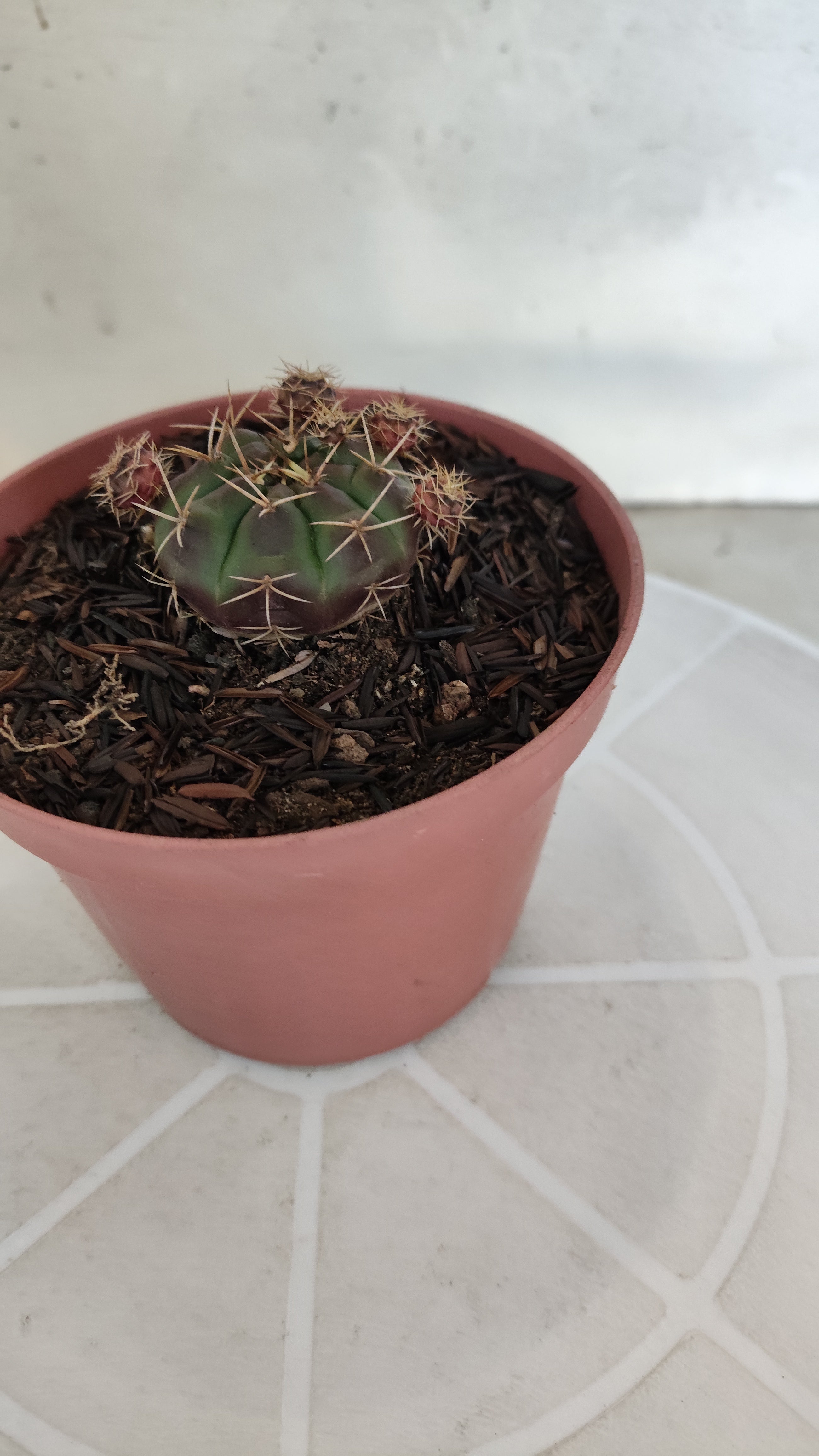 GYMNOCALYCIUM DAMSII - Nº 653 – vaso 11