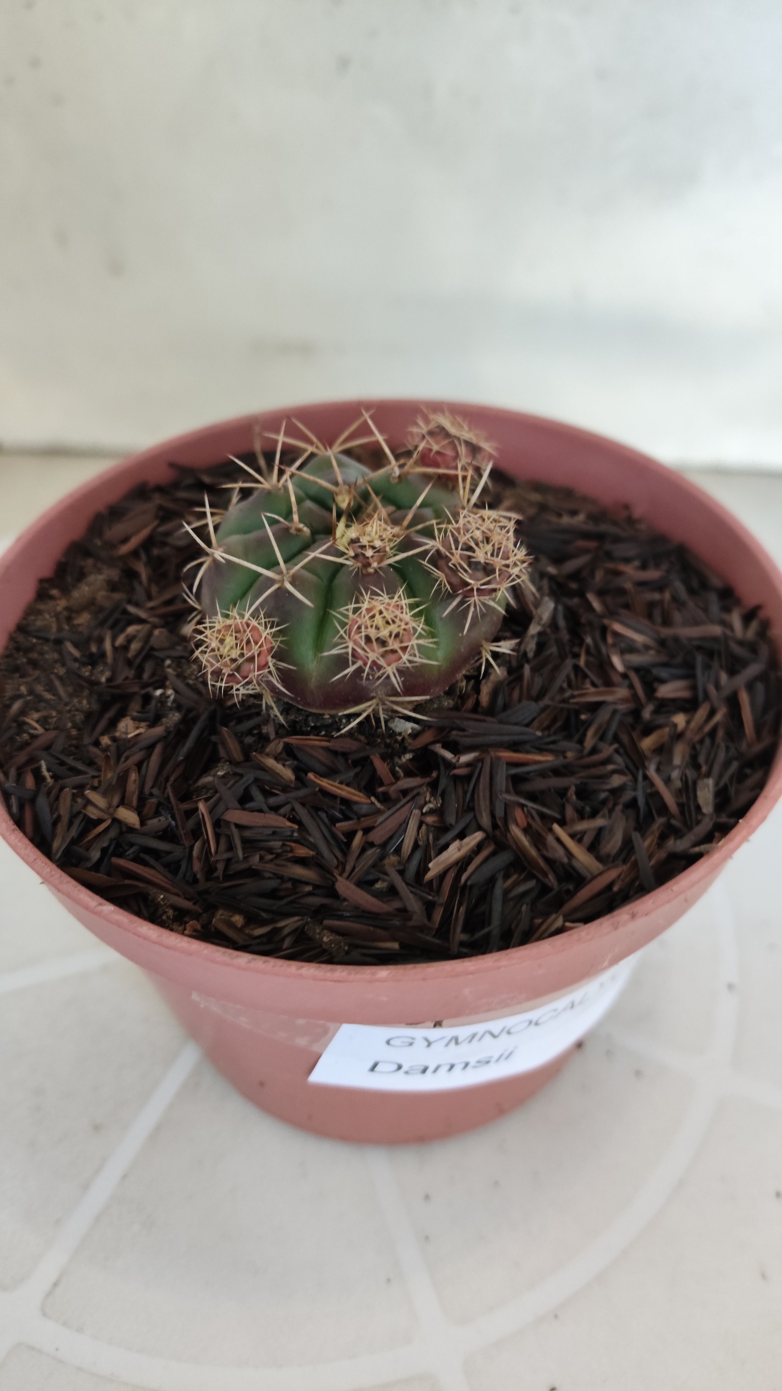 GYMNOCALYCIUM DAMSII - Nº 653 – vaso 11