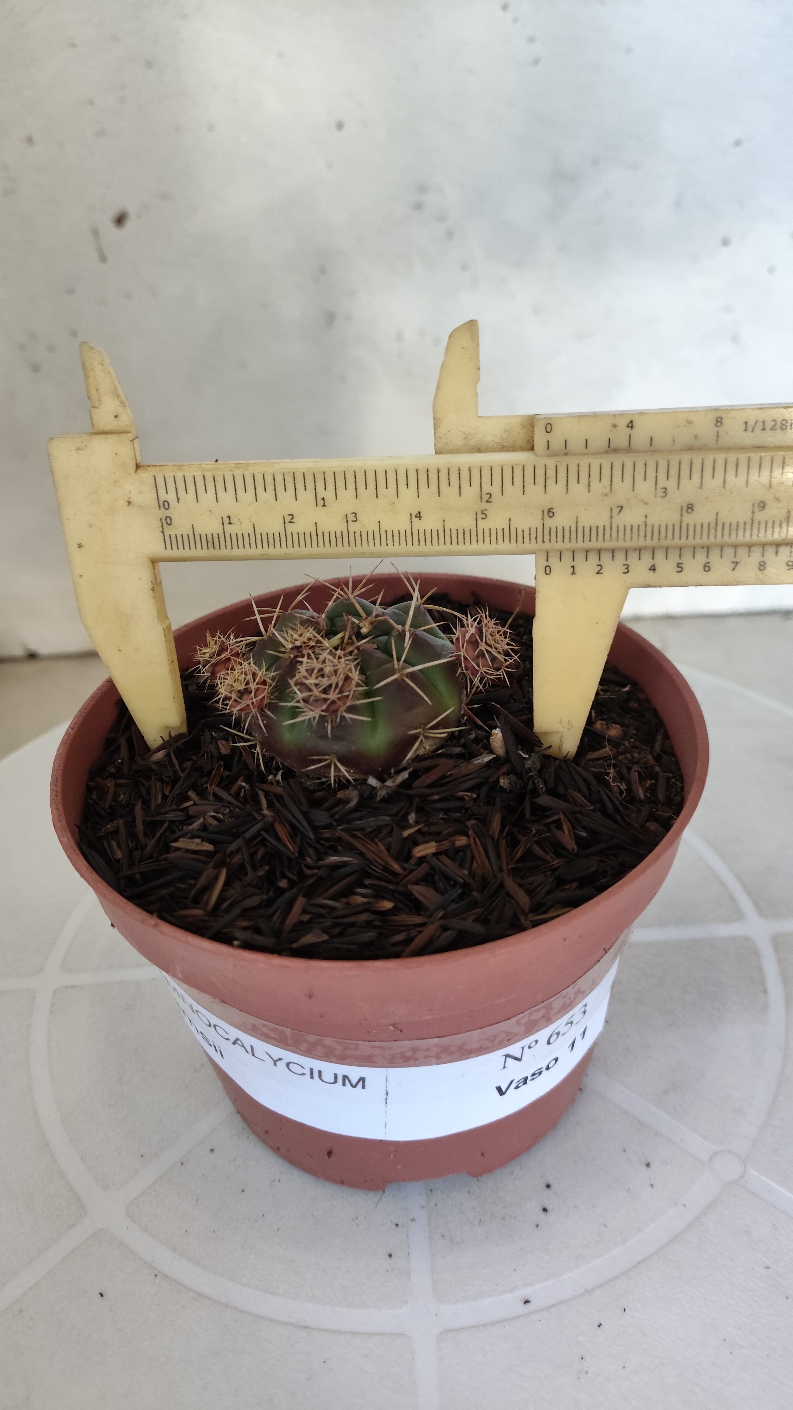 GYMNOCALYCIUM DAMSII - Nº 653 – vaso 11