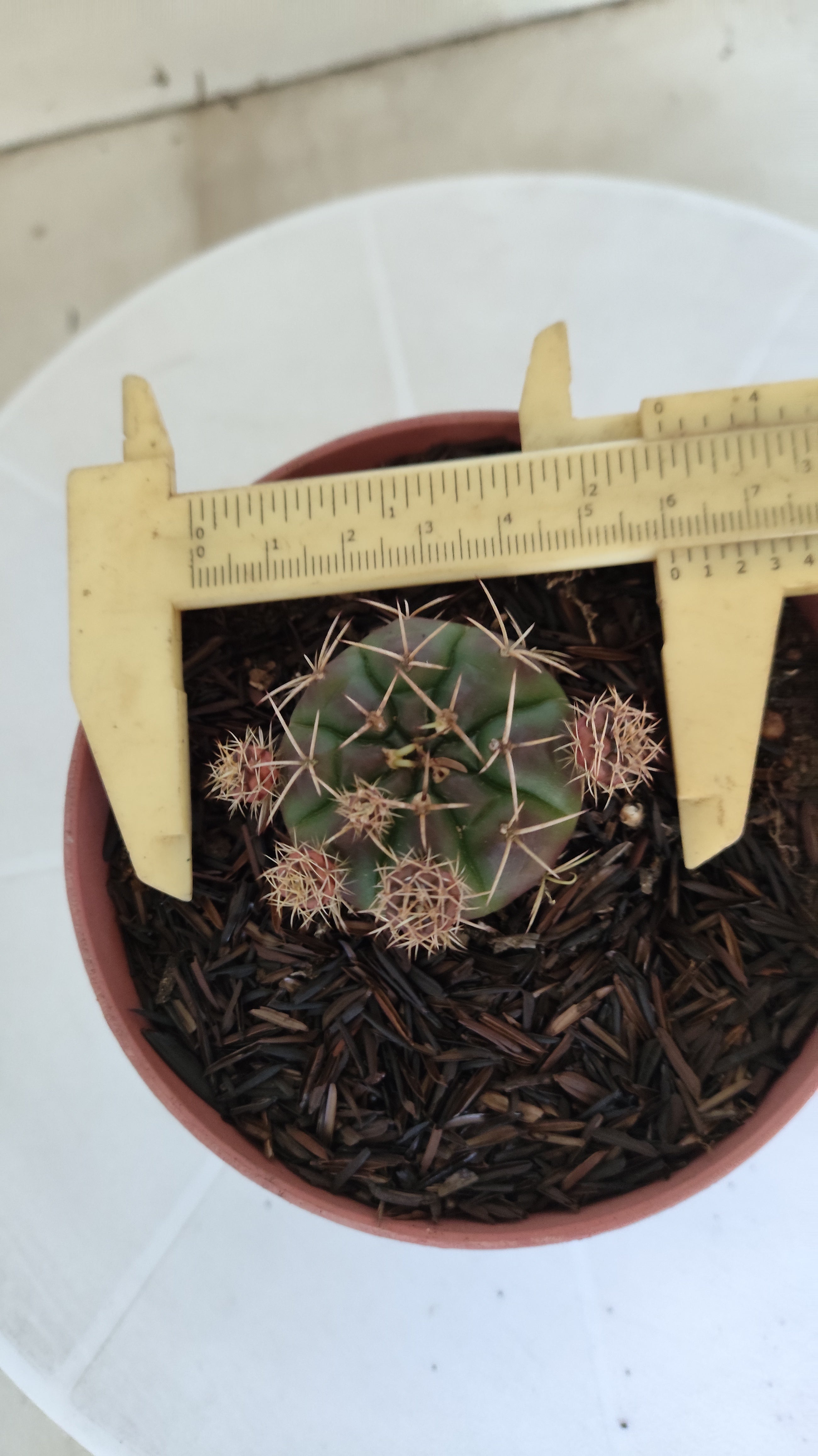 GYMNOCALYCIUM DAMSII - Nº 653 – vaso 11