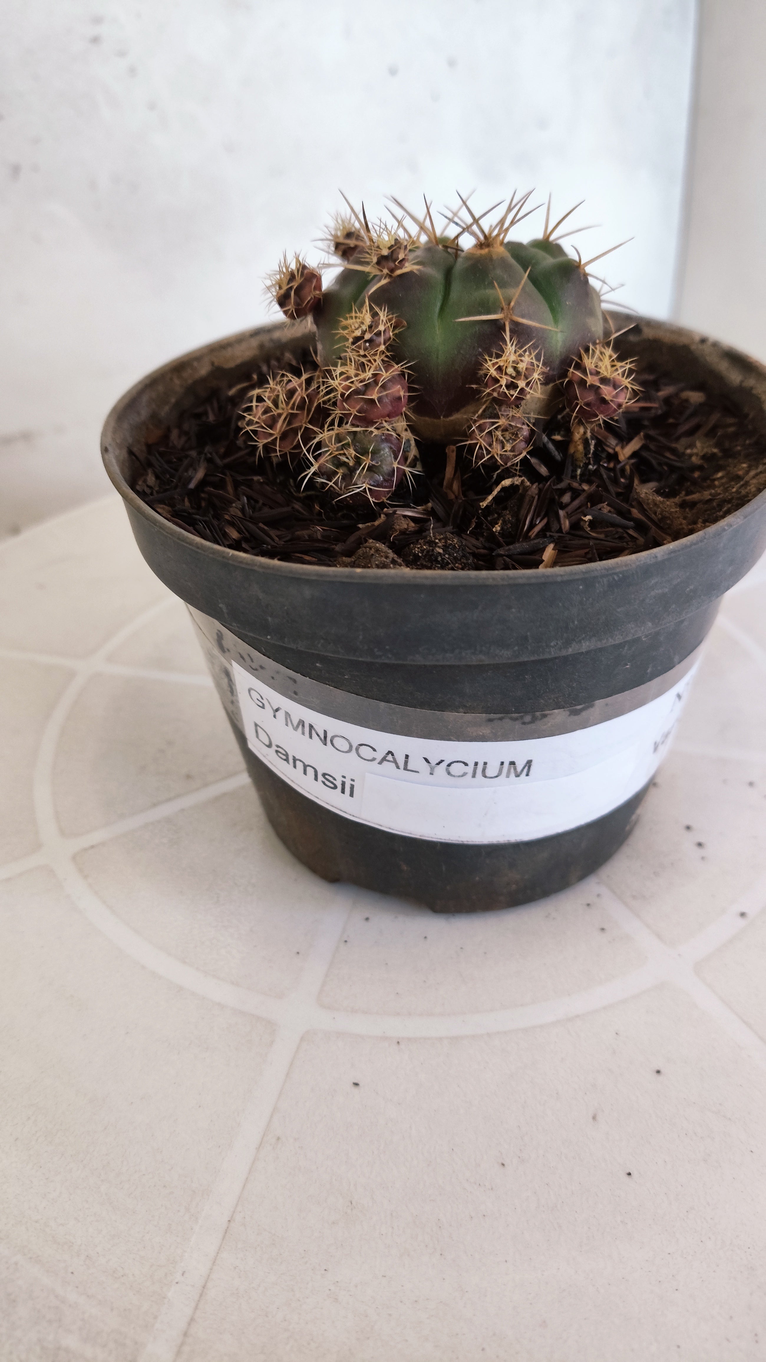 GYMNOCALYCIUM DAMSII - Nº 654 – vaso 11