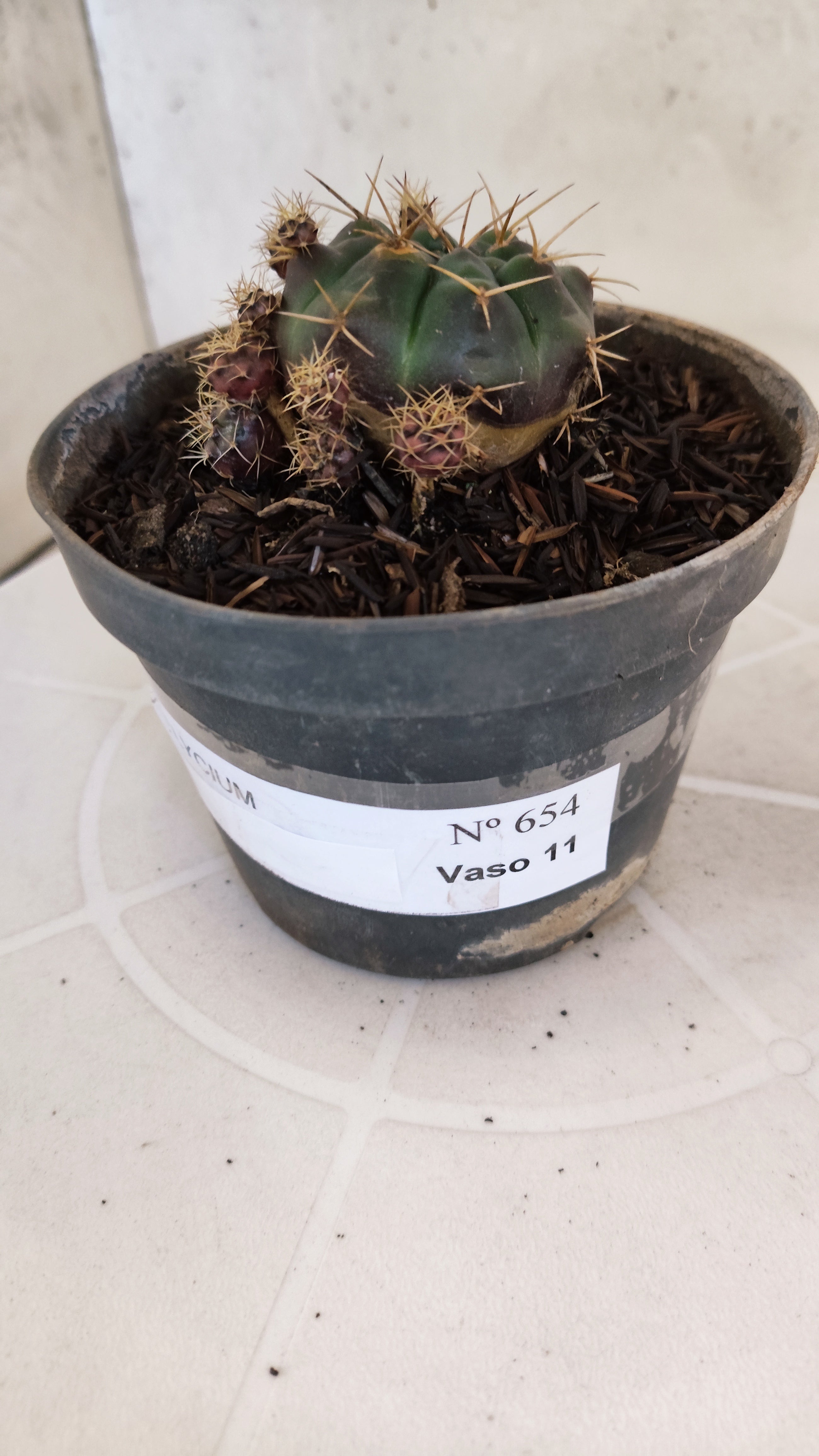GYMNOCALYCIUM DAMSII - Nº 654 – vaso 11