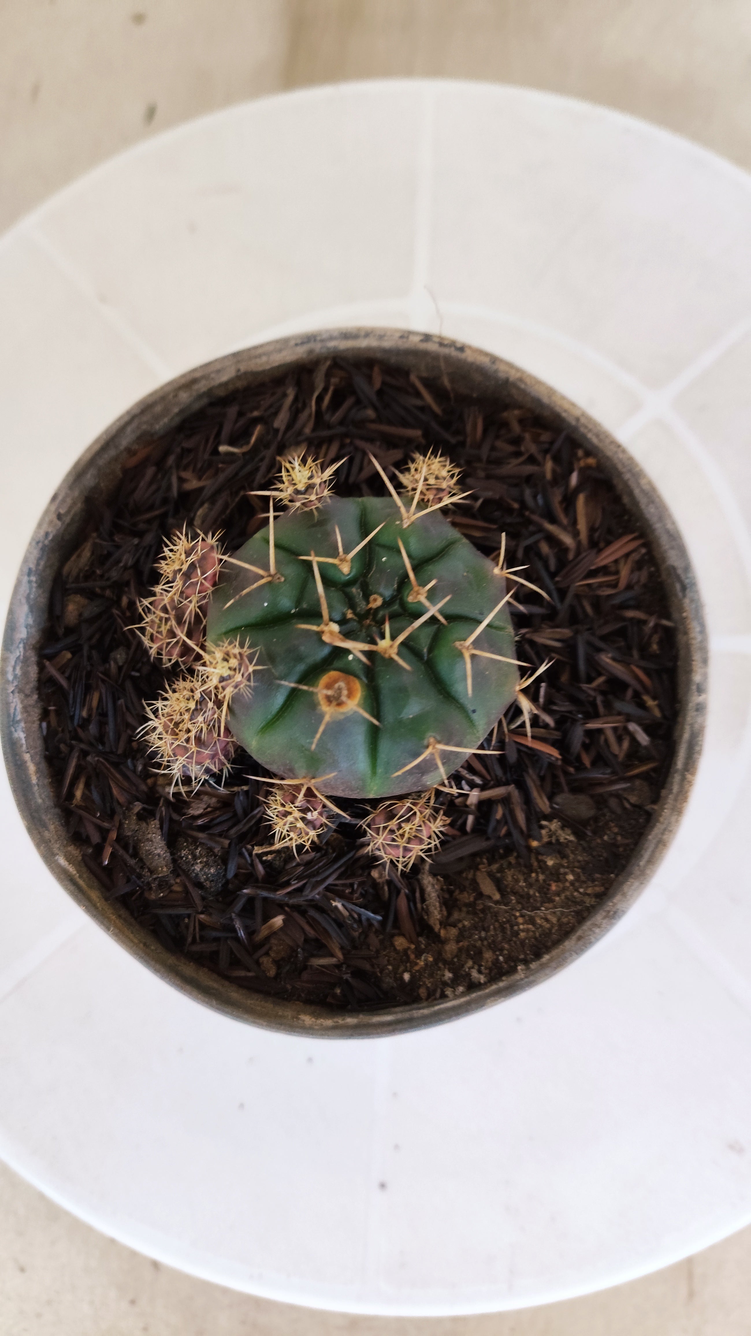 GYMNOCALYCIUM DAMSII - Nº 654 – vaso 11