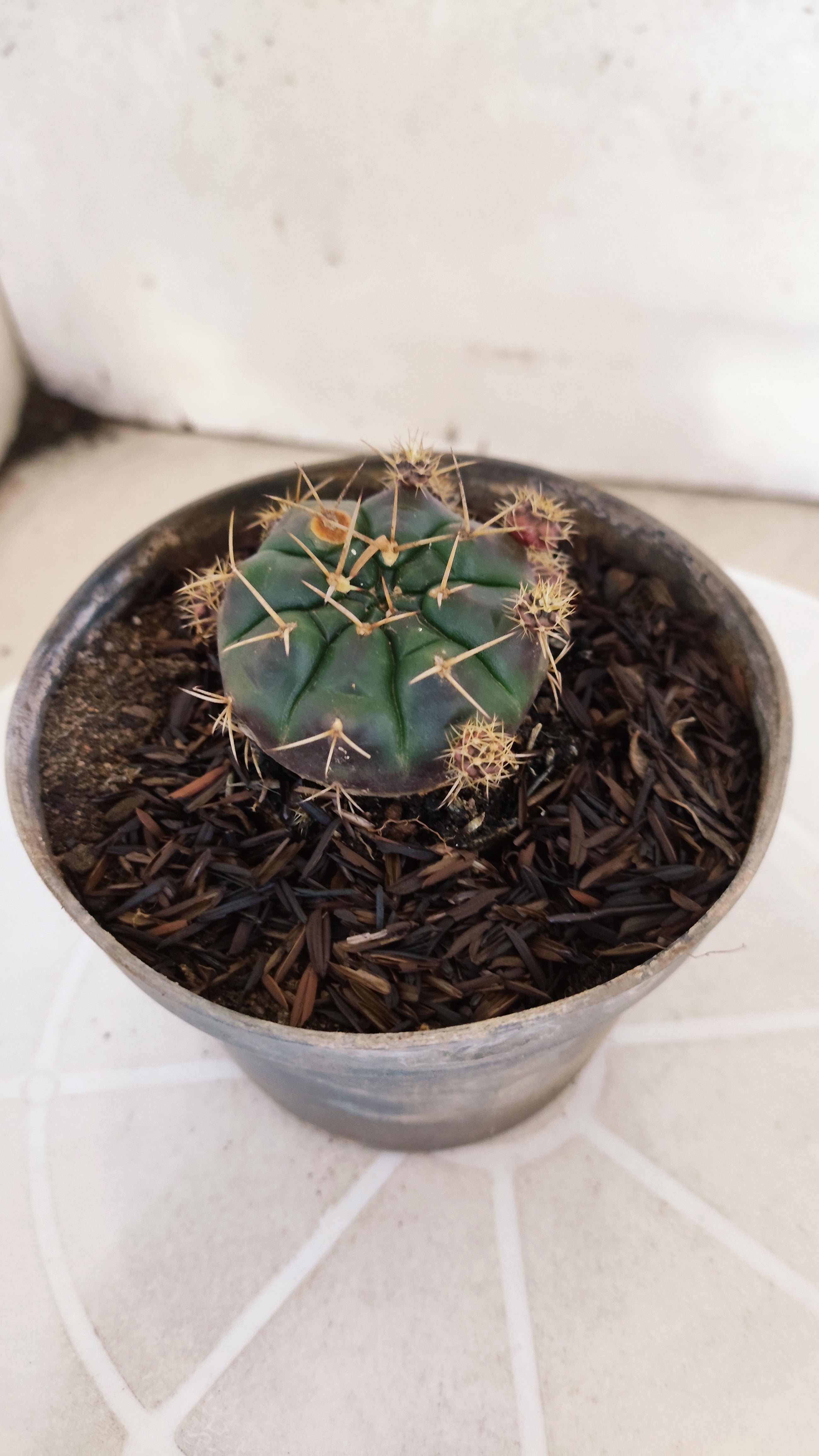 GYMNOCALYCIUM DAMSII - Nº 654 – vaso 11