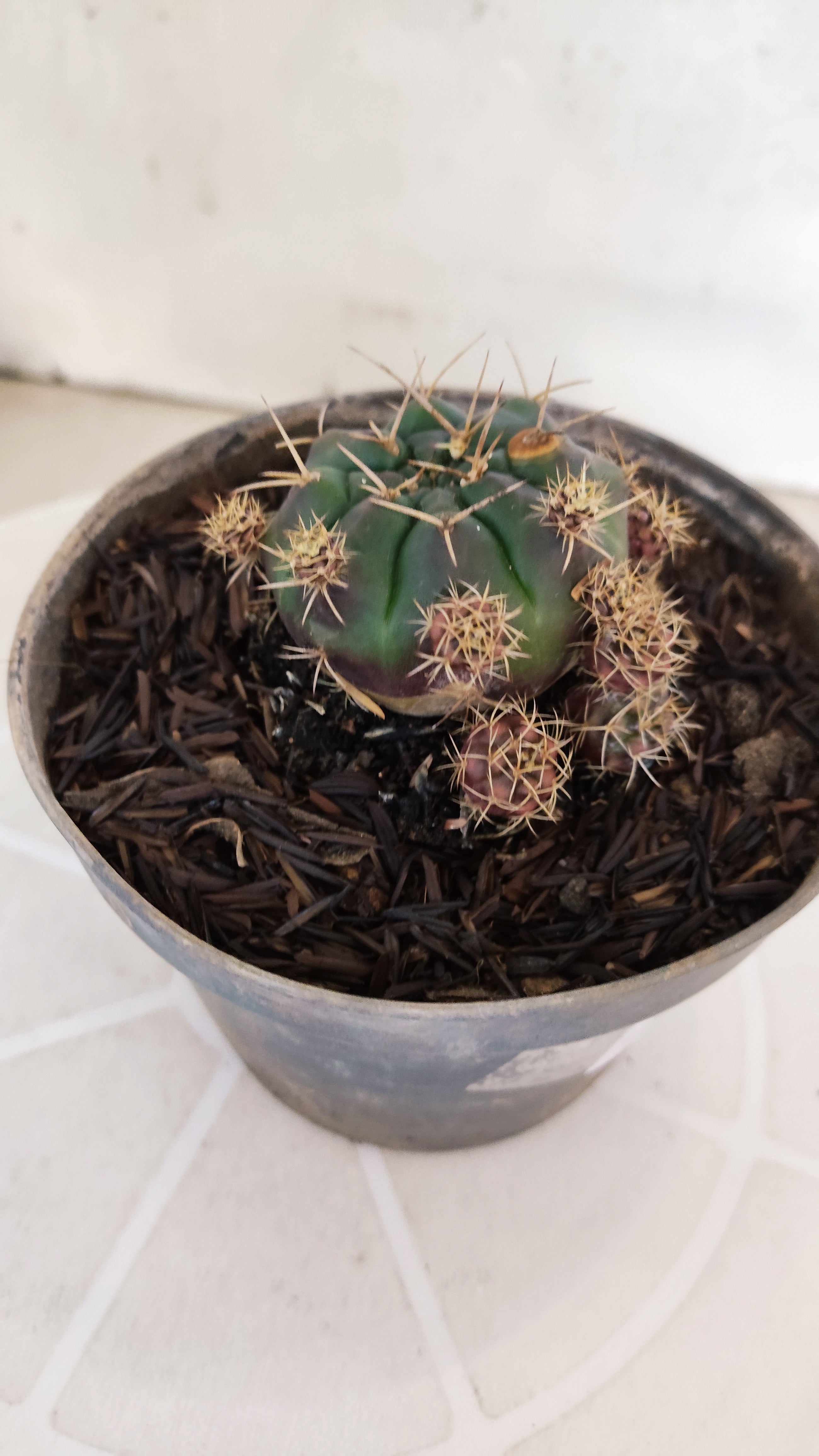 GYMNOCALYCIUM DAMSII - Nº 654 – vaso 11
