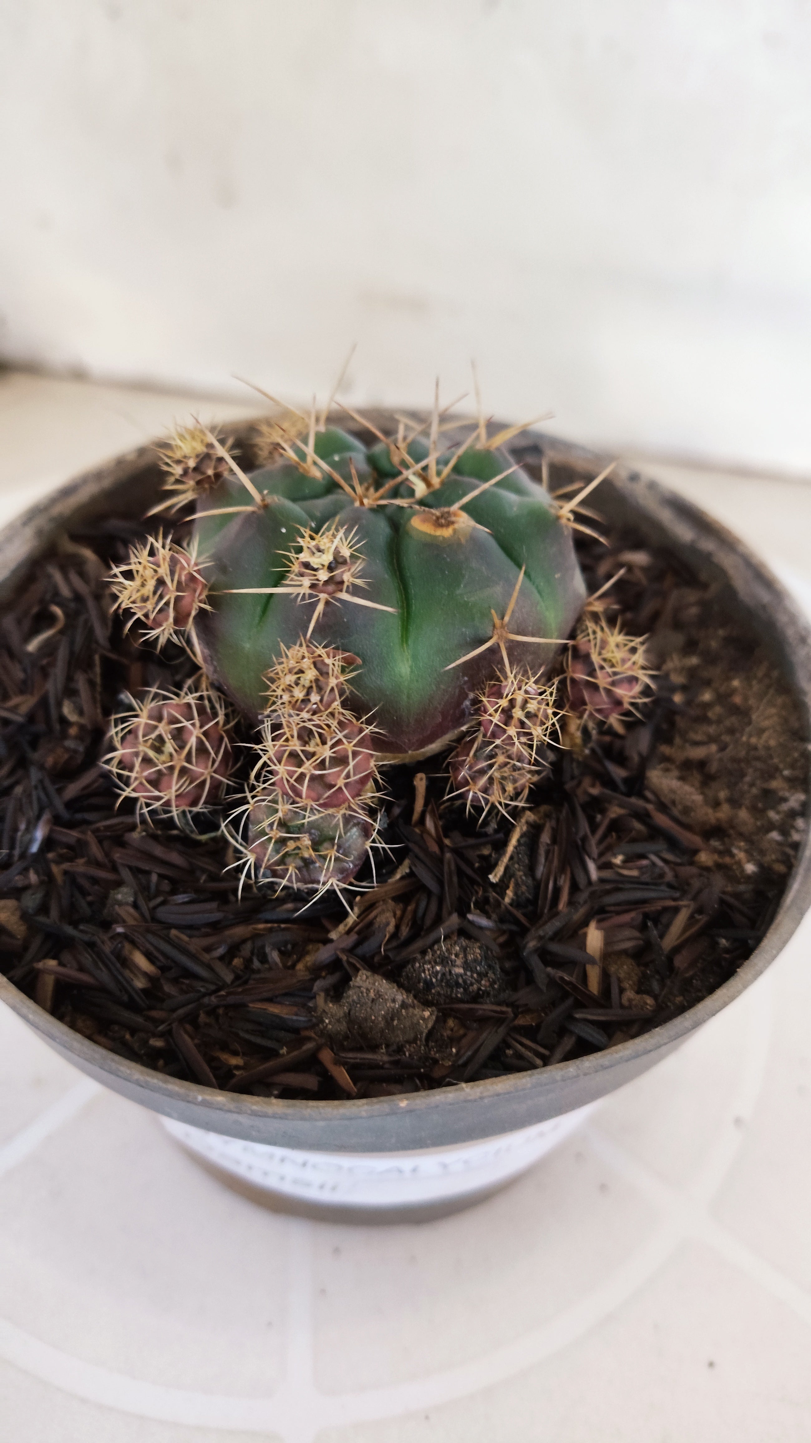 GYMNOCALYCIUM DAMSII - Nº 654 – vaso 11