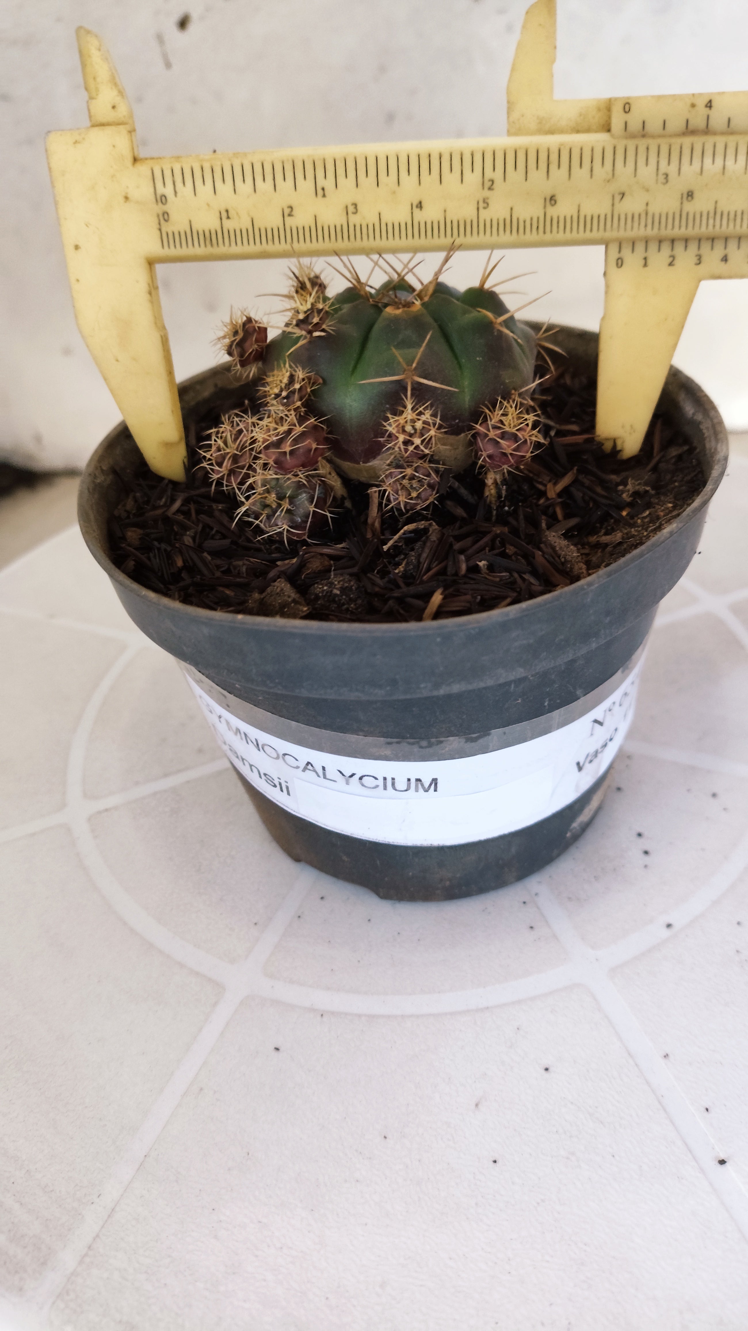 GYMNOCALYCIUM DAMSII - Nº 654 – vaso 11
