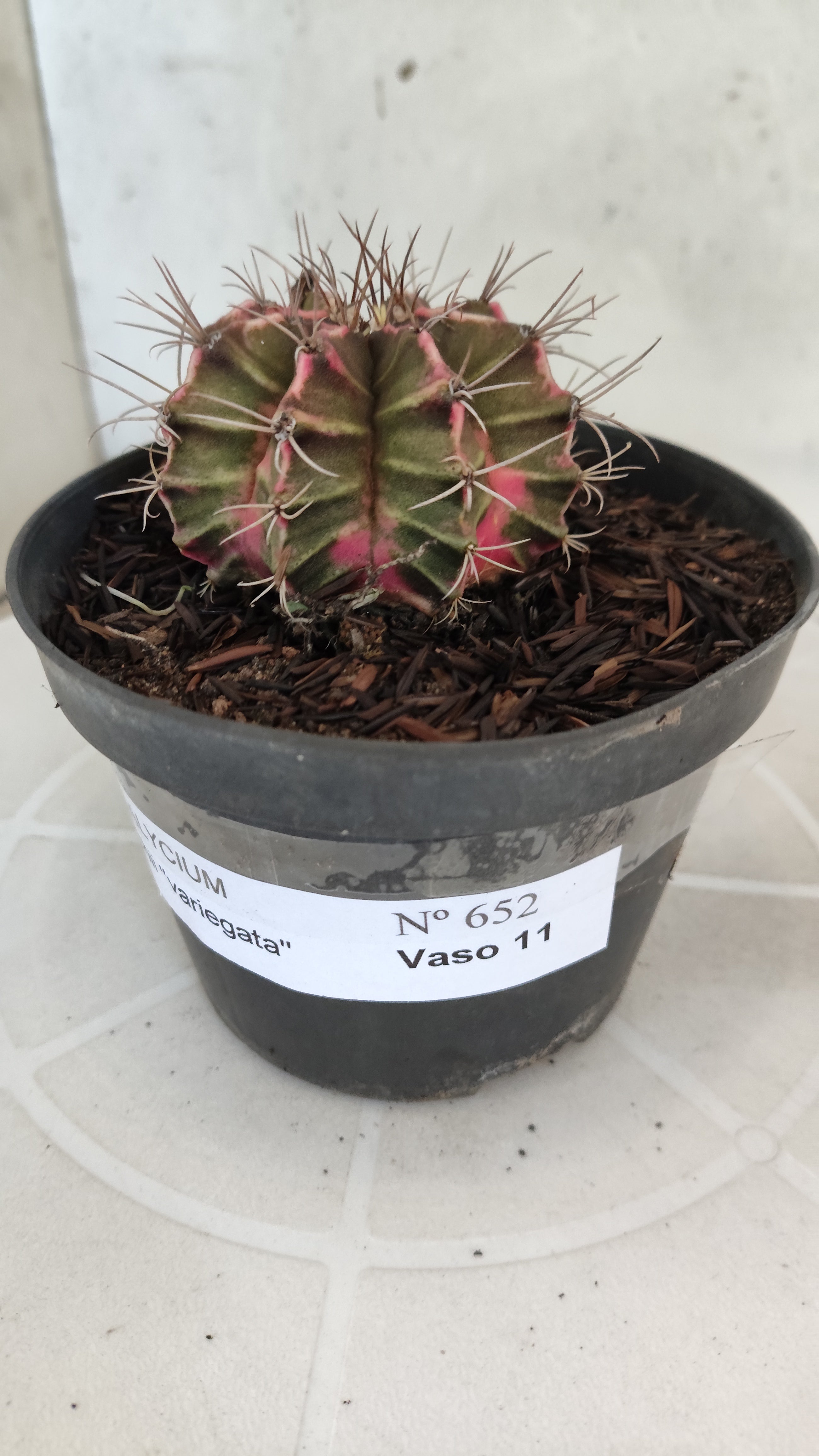 GYMNOCALYCIUM Mihanovichii "Variegata" Nº 652 – vaso 11