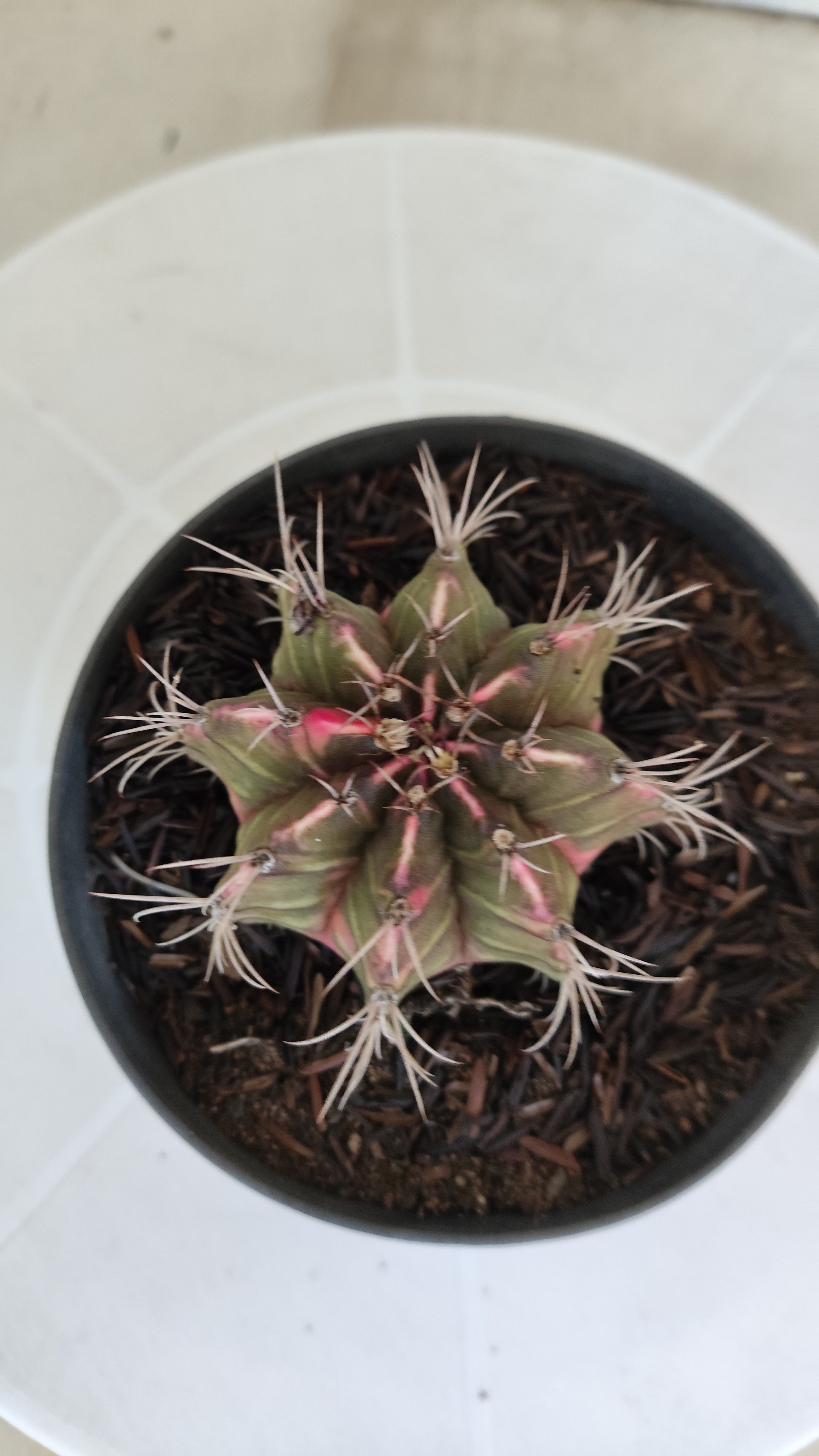 GYMNOCALYCIUM Mihanovichii "Variegata" Nº 652 – vaso 11