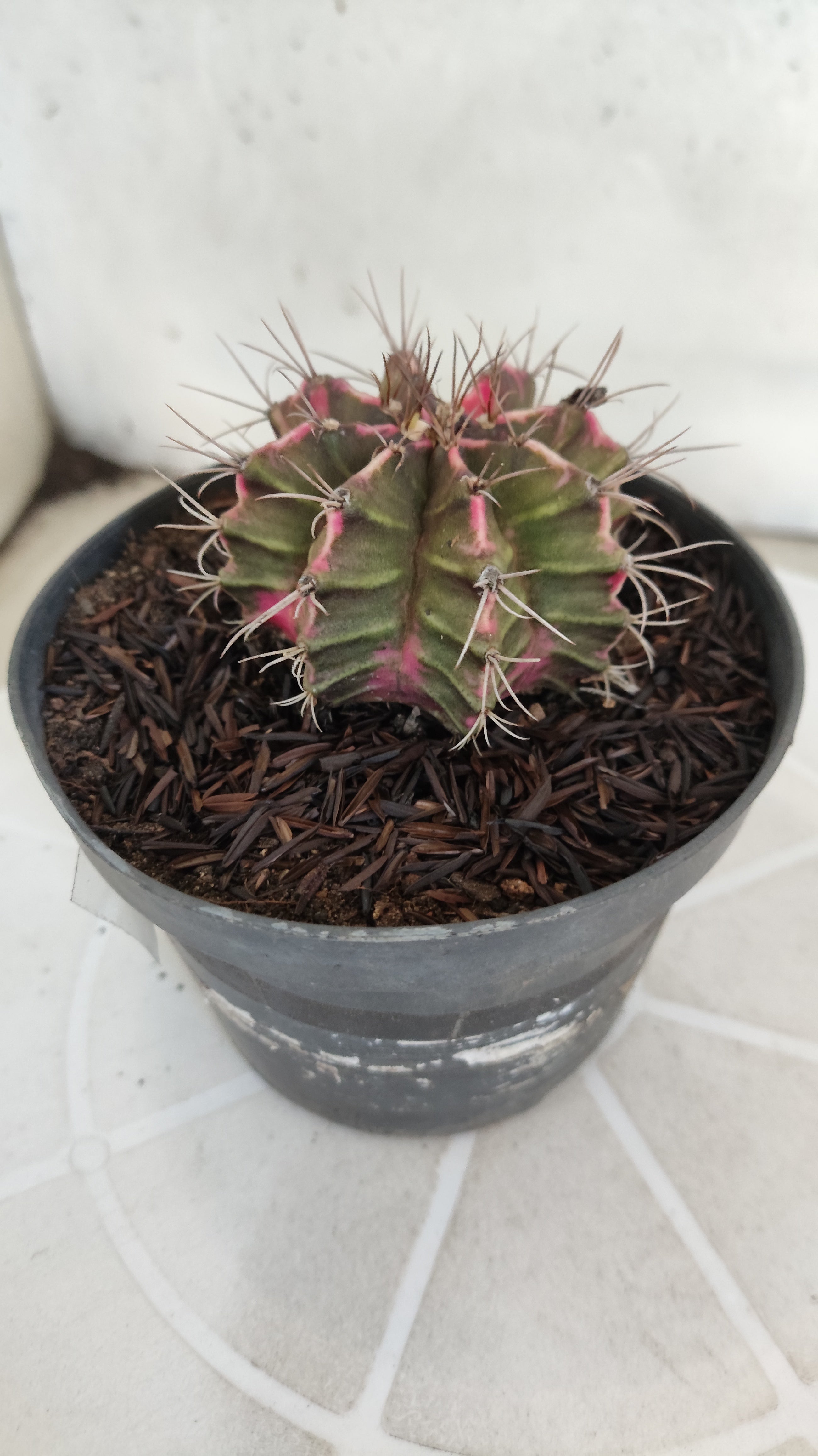 GYMNOCALYCIUM Mihanovichii "Variegata" Nº 652 – vaso 11
