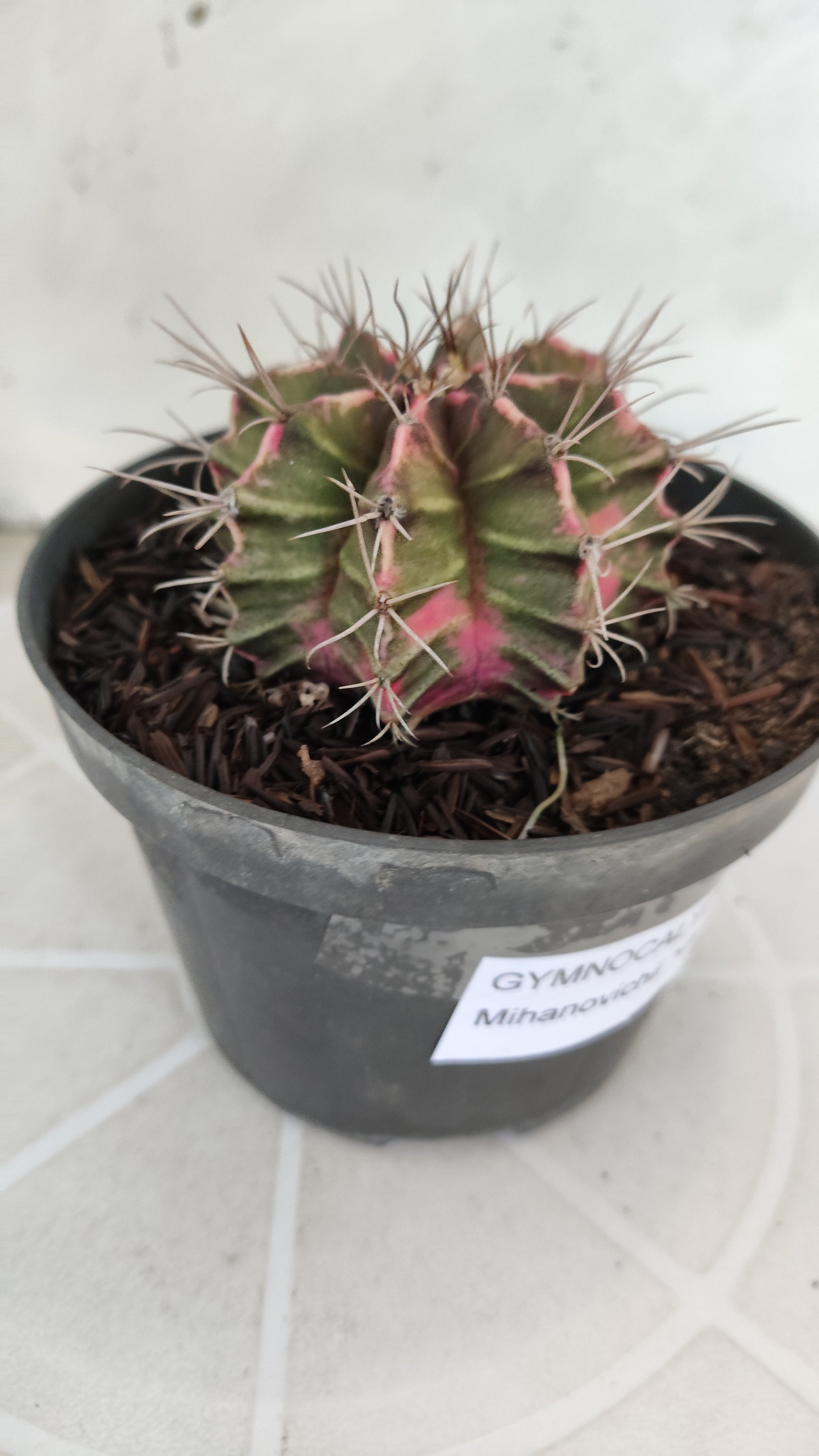 GYMNOCALYCIUM Mihanovichii "Variegata" Nº 652 – vaso 11