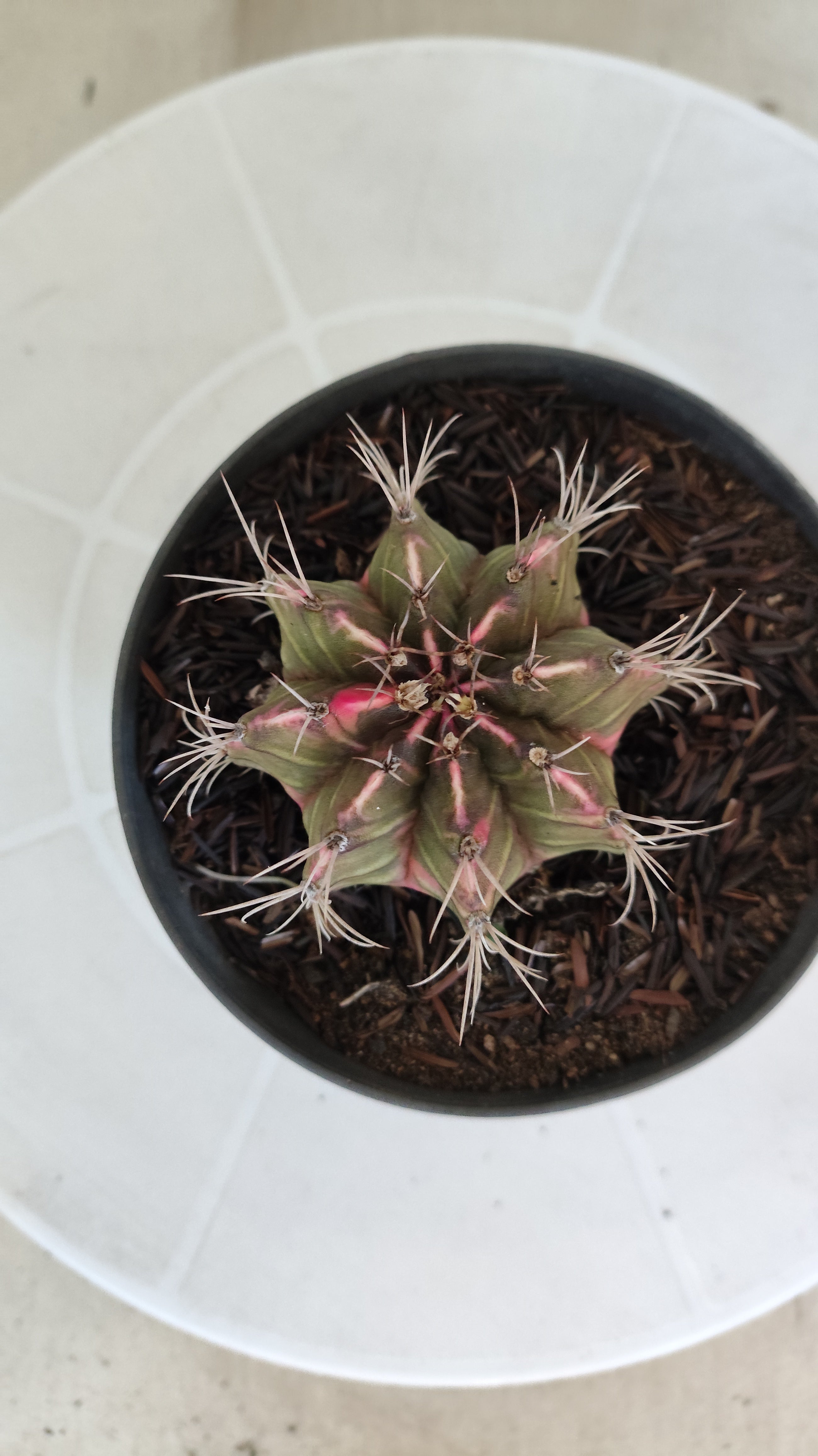 GYMNOCALYCIUM Mihanovichii "Variegata" Nº 652 – vaso 11