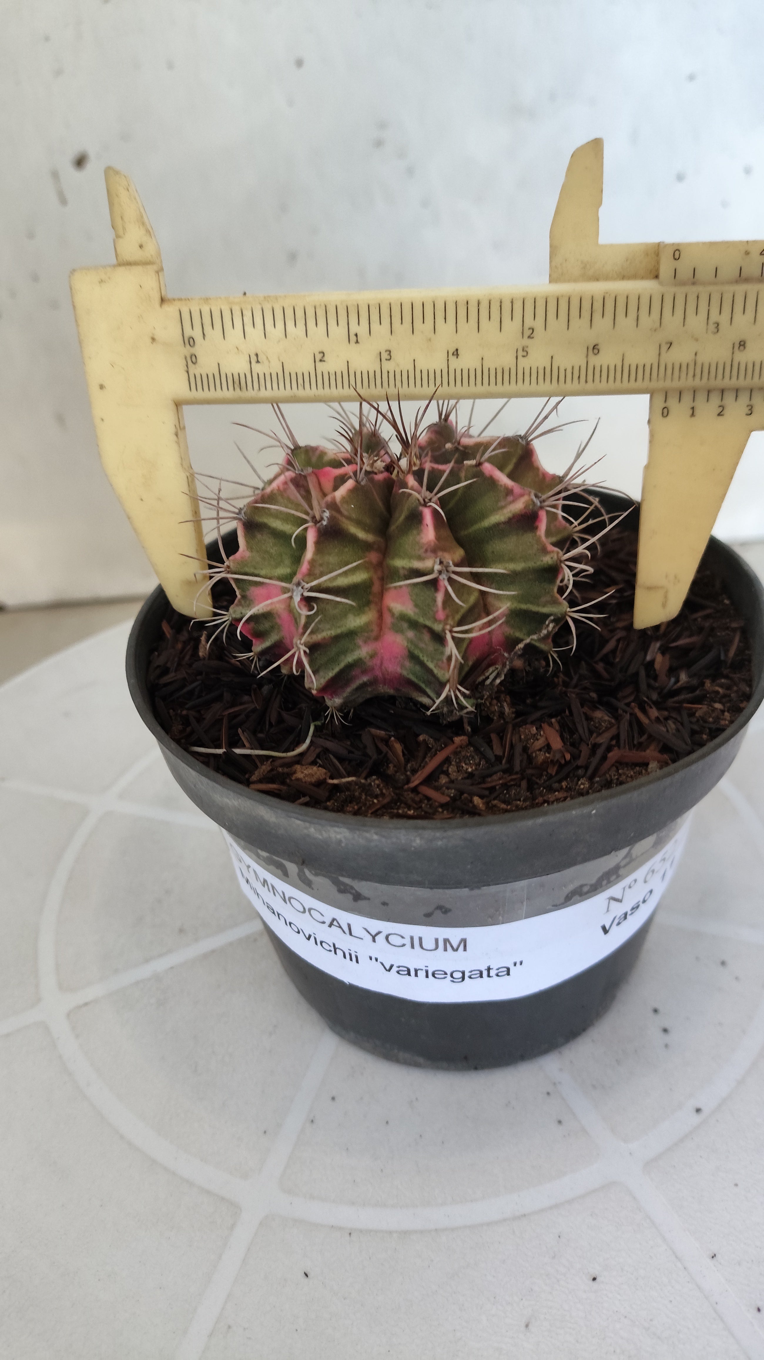 GYMNOCALYCIUM Mihanovichii "Variegata" Nº 652 – vaso 11