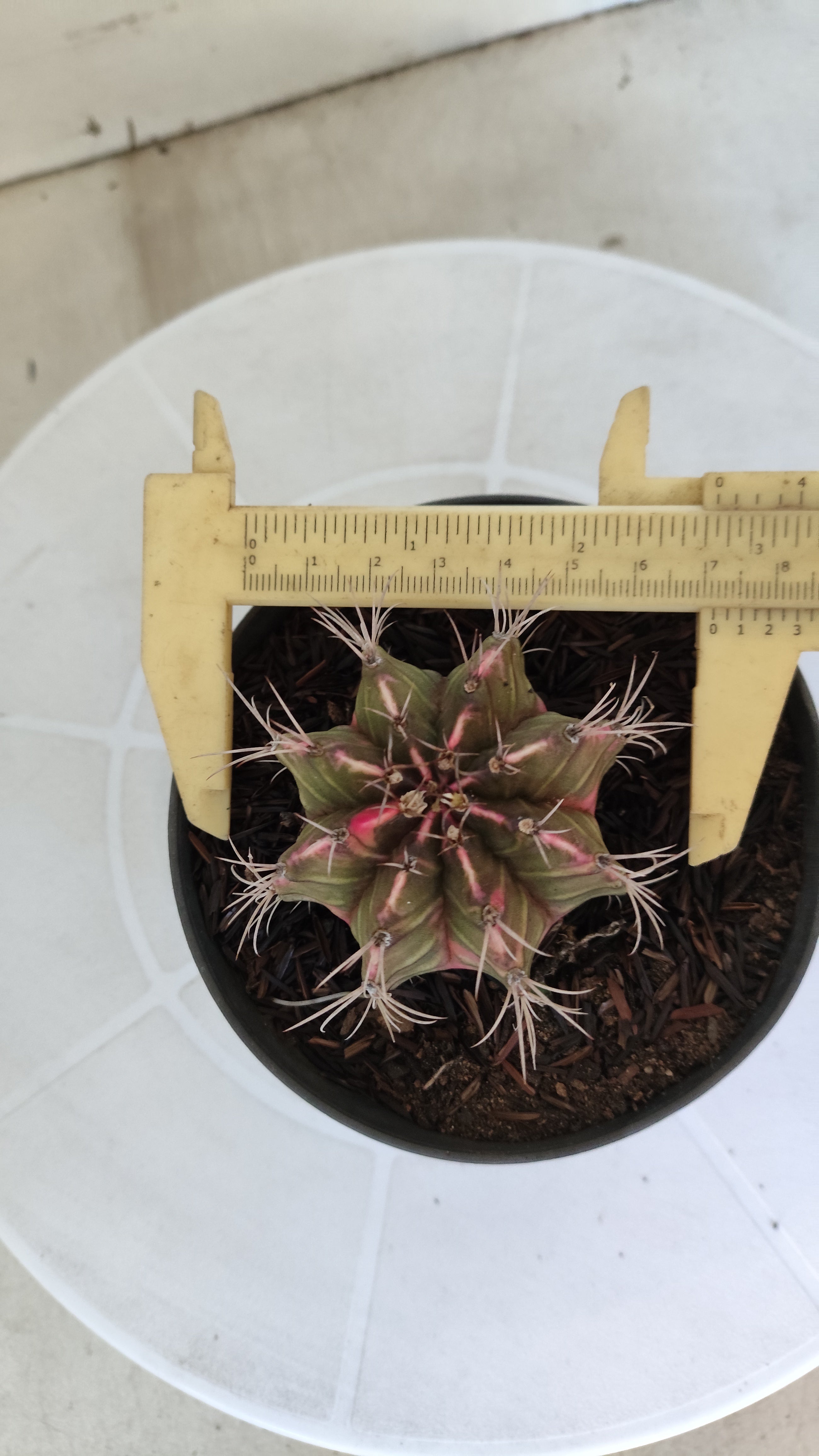 GYMNOCALYCIUM Mihanovichii "Variegata" Nº 652 – vaso 11