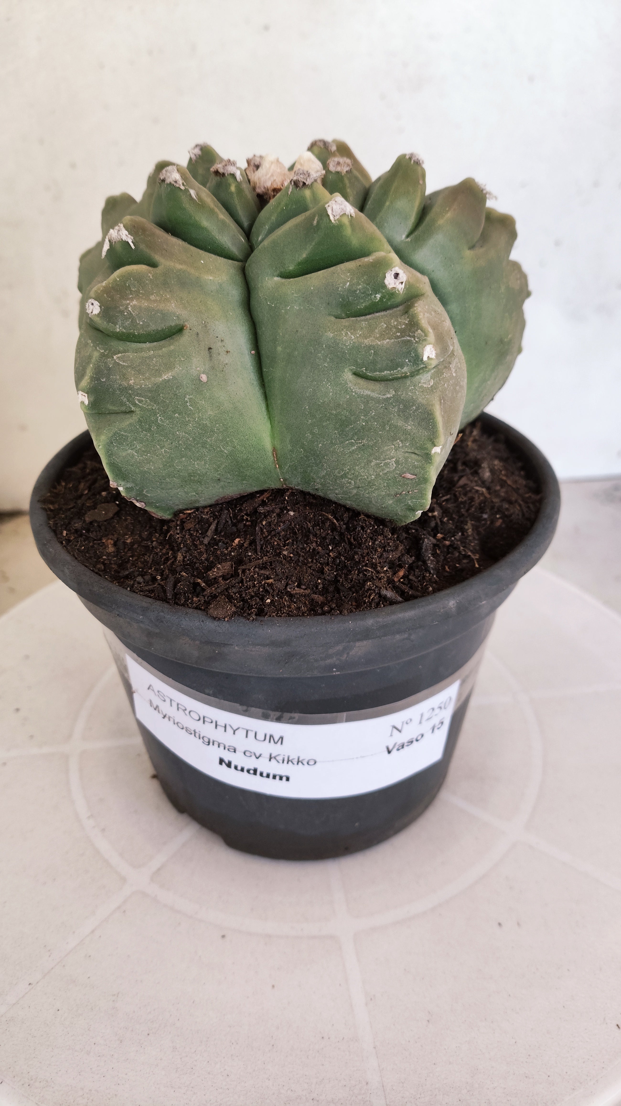 MATRIZ ASTROPHYTUM cv KIKKO  Nº 1250 – vaso 15