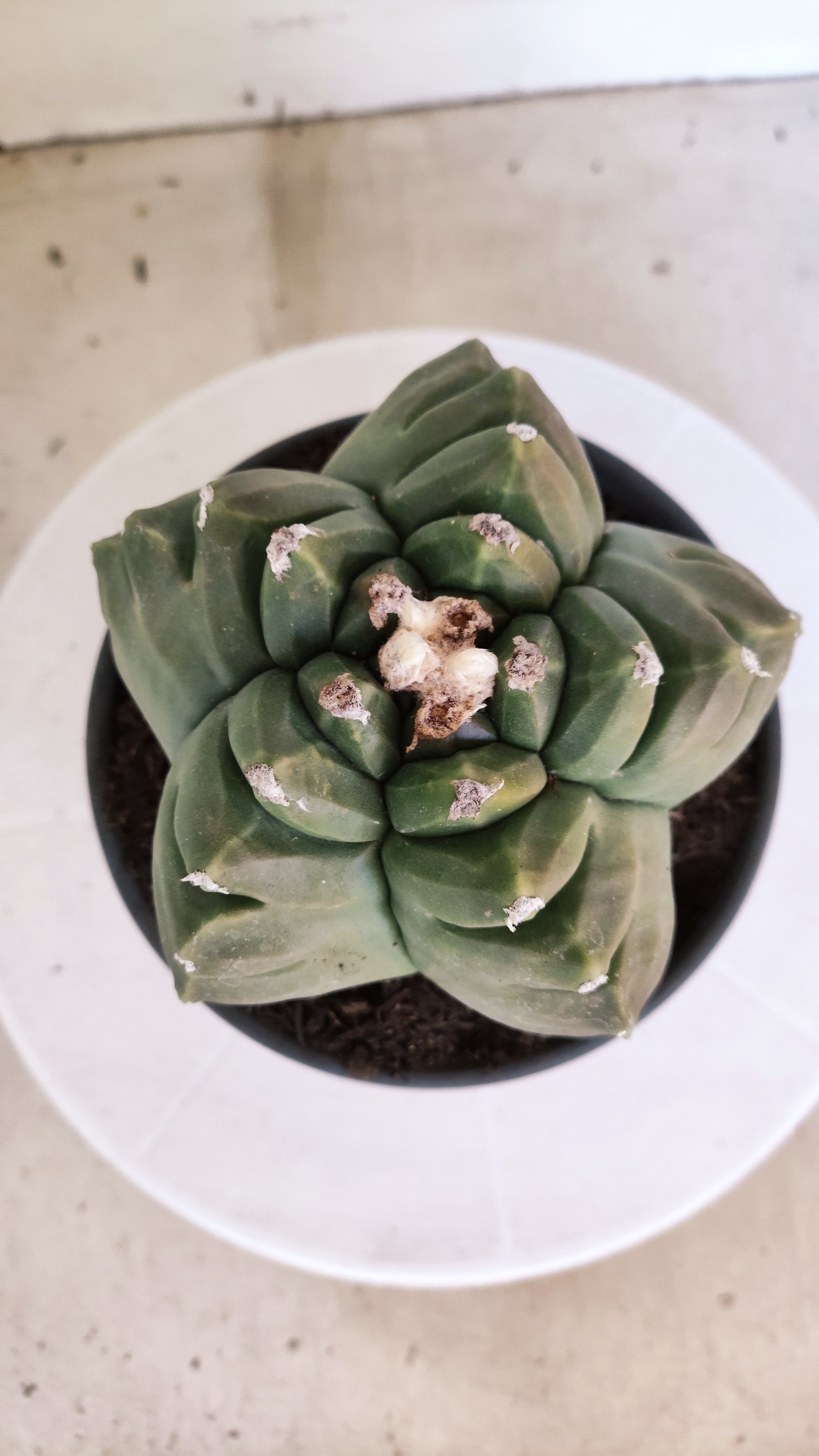 MATRIZ ASTROPHYTUM cv KIKKO  Nº 1250 – vaso 15