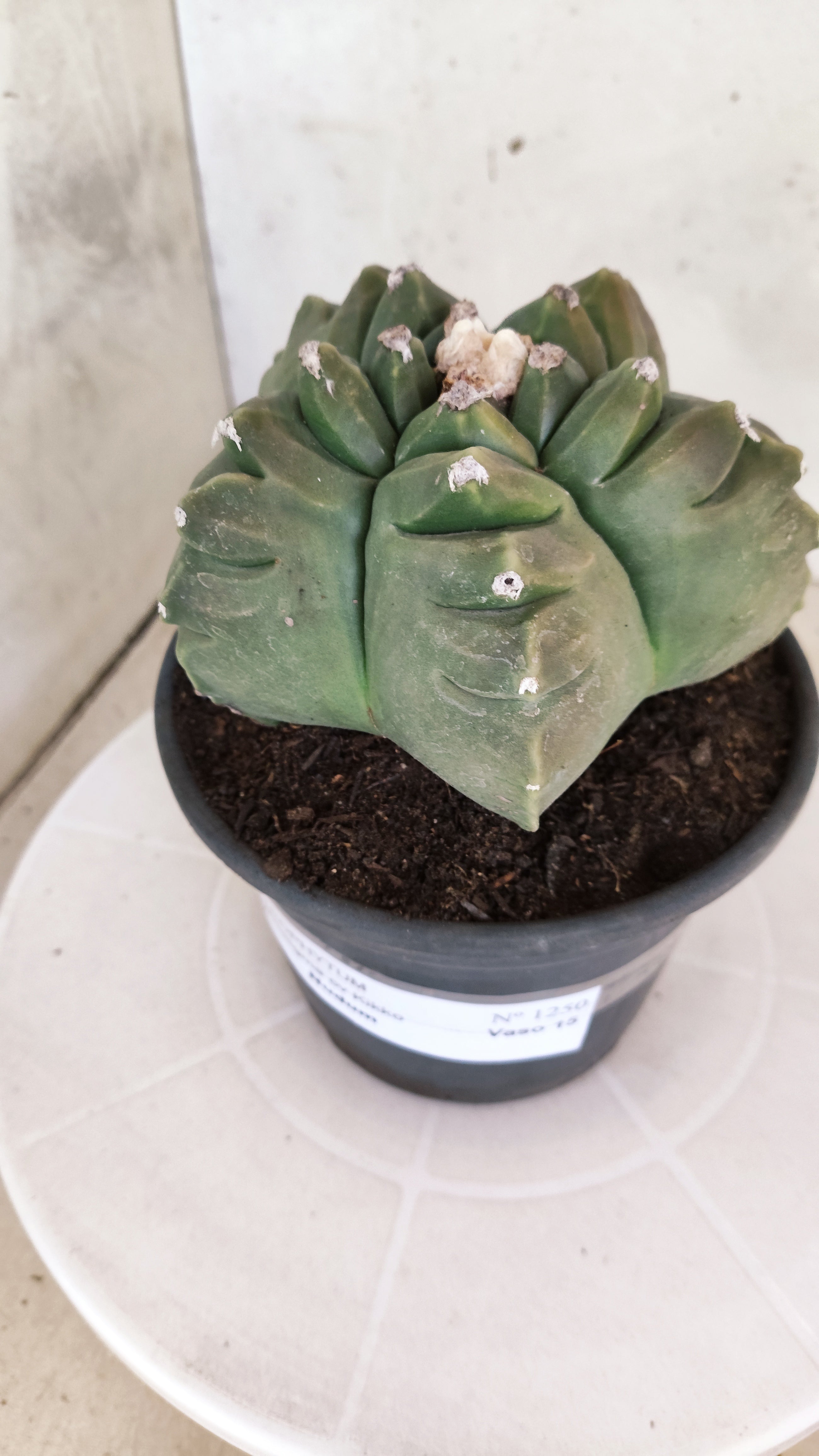 MATRIZ ASTROPHYTUM cv KIKKO  Nº 1250 – vaso 15