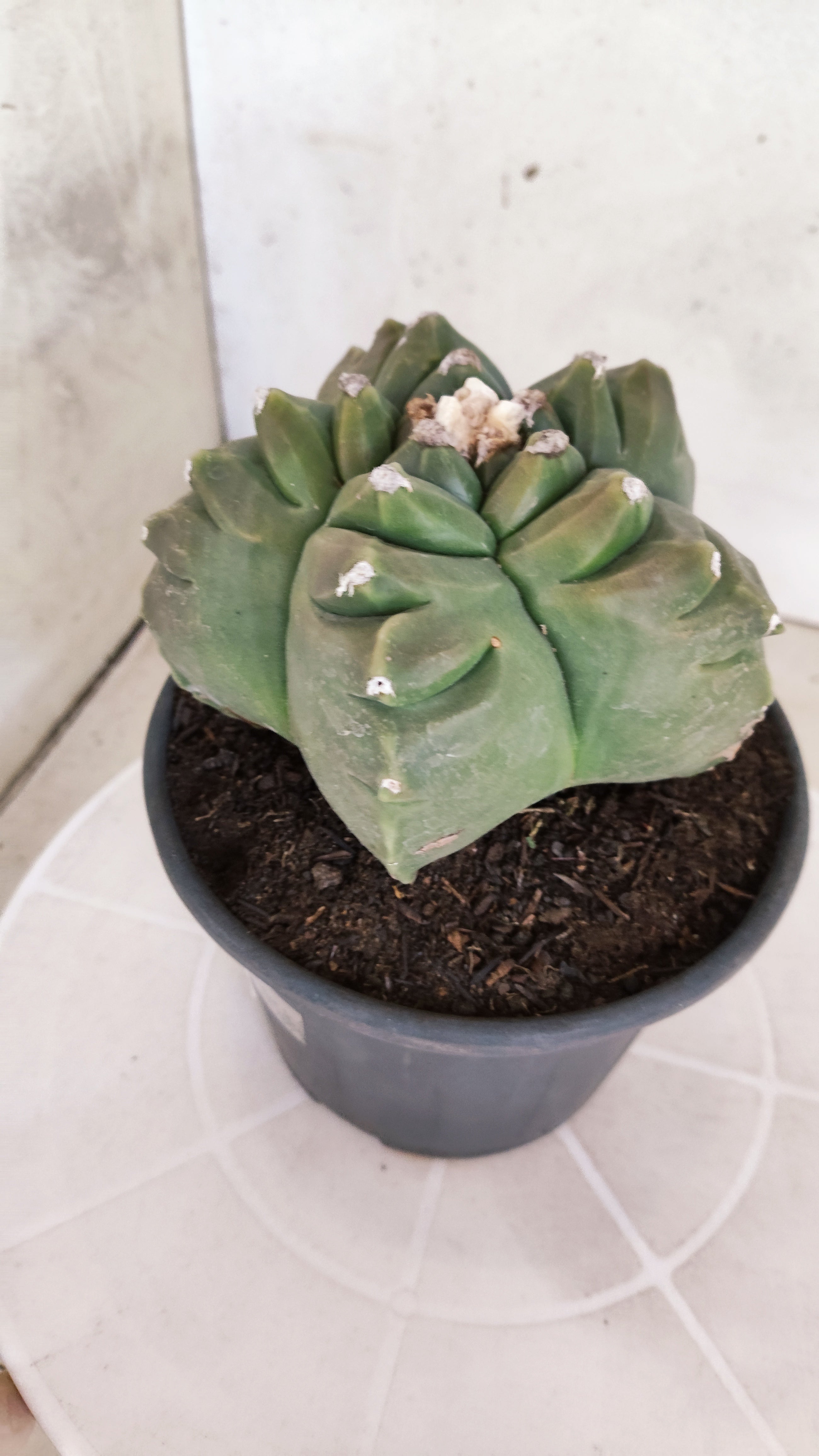 MATRIZ ASTROPHYTUM cv KIKKO  Nº 1250 – vaso 15