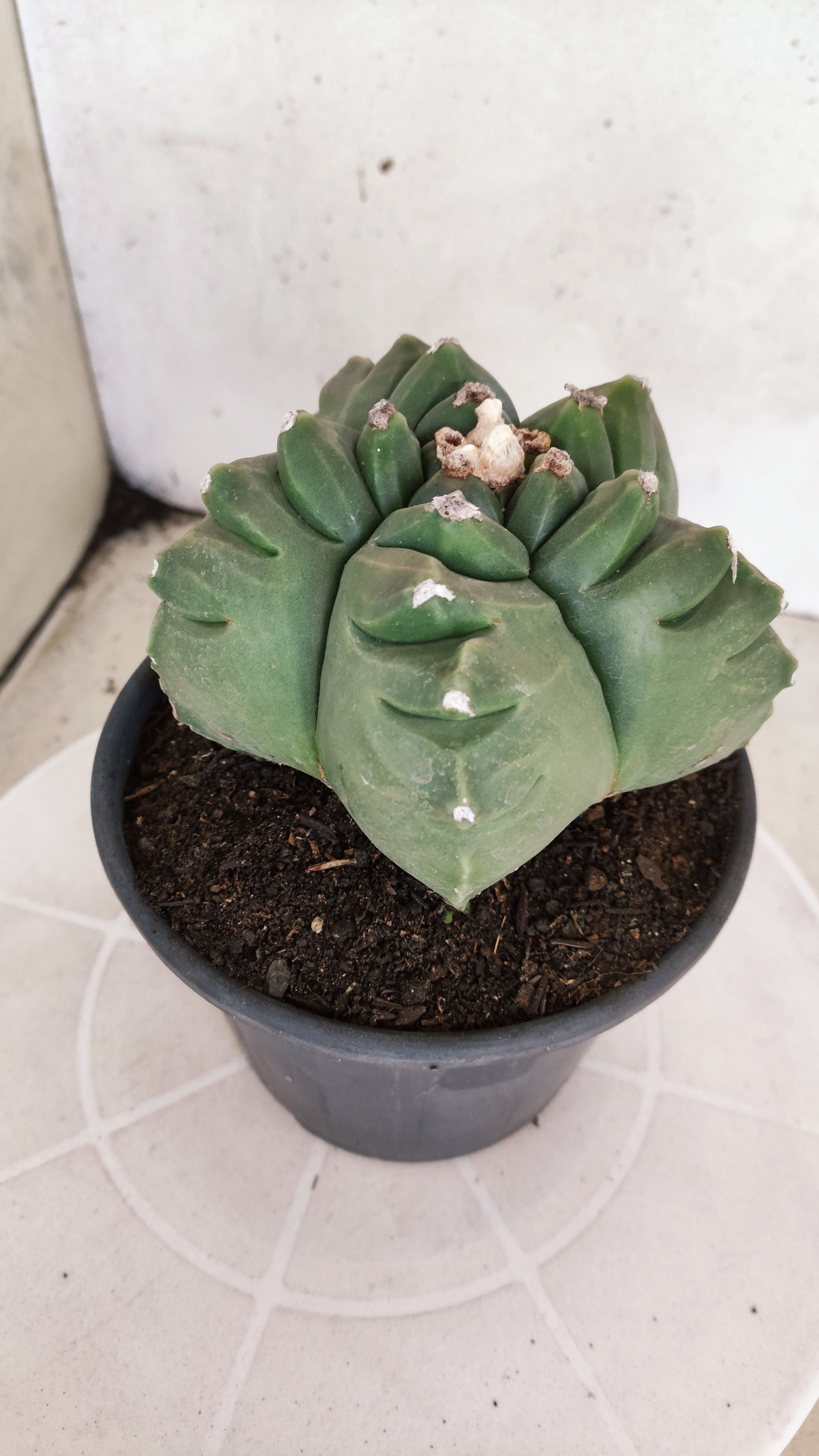 MATRIZ ASTROPHYTUM cv KIKKO  Nº 1250 – vaso 15